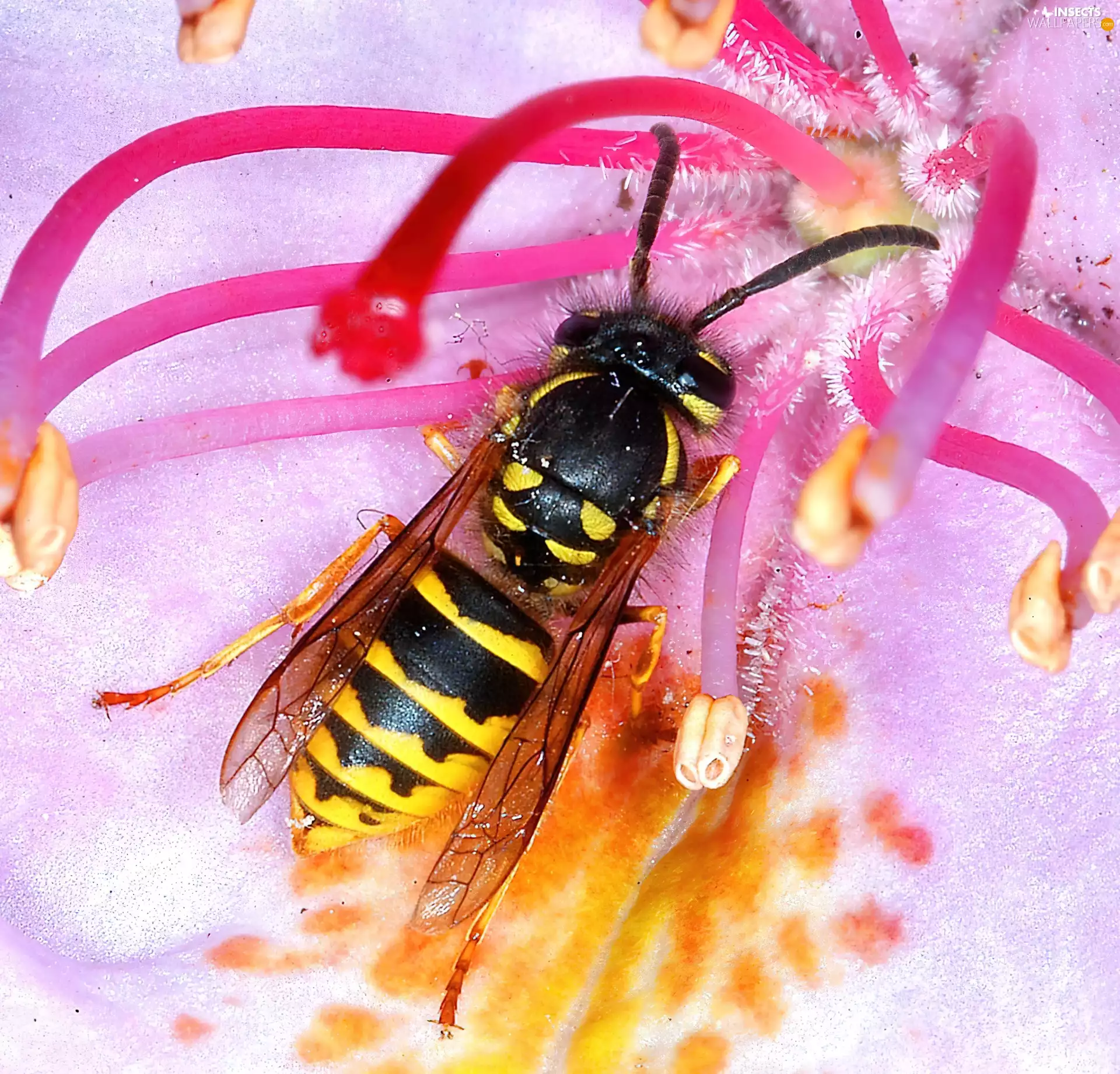 Colourfull Flowers, wasp, Pink