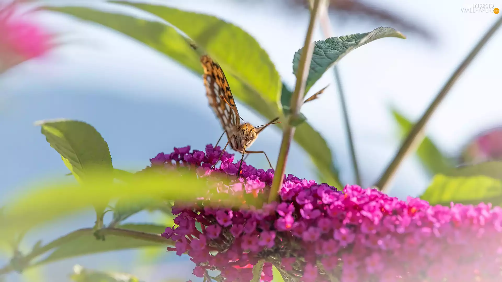 butterfly bush, leaves, Pink, Colourfull Flowers, butterfly