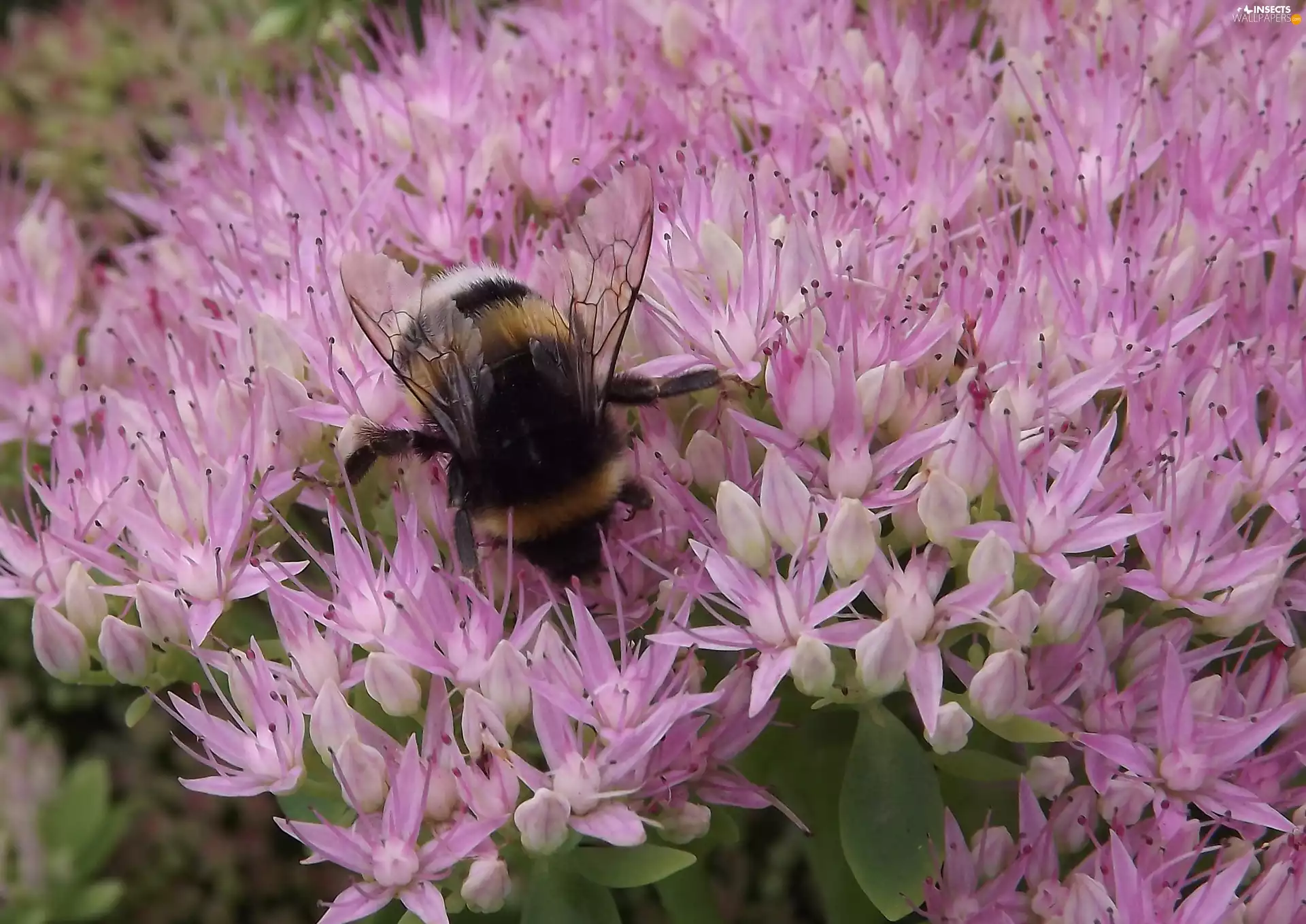 Sedum, Flowers, dumbledor, Pink