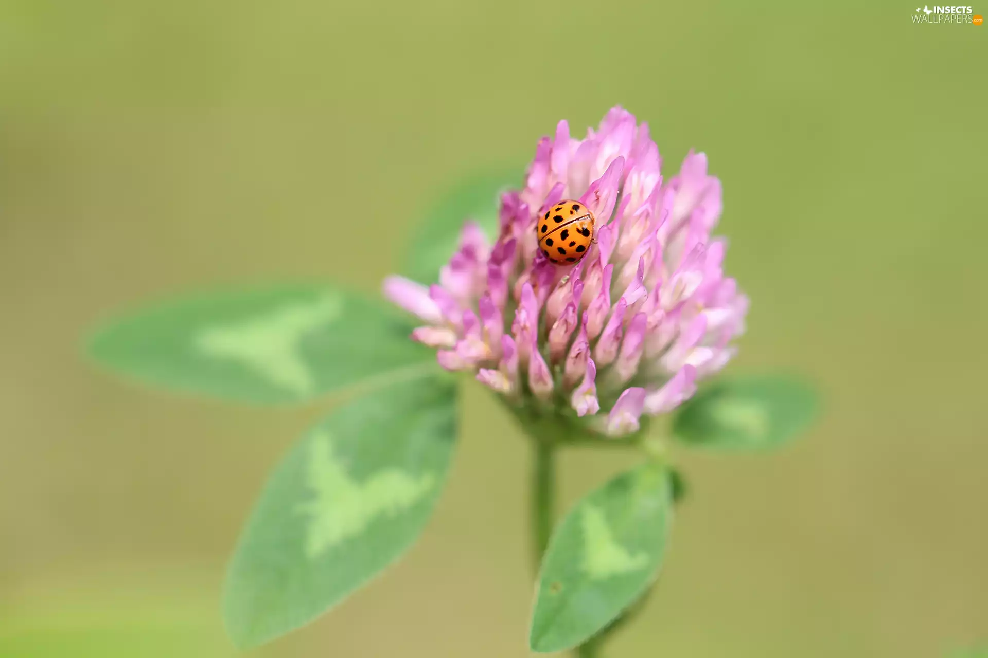 trefoil, ladybird, Insect, Pink