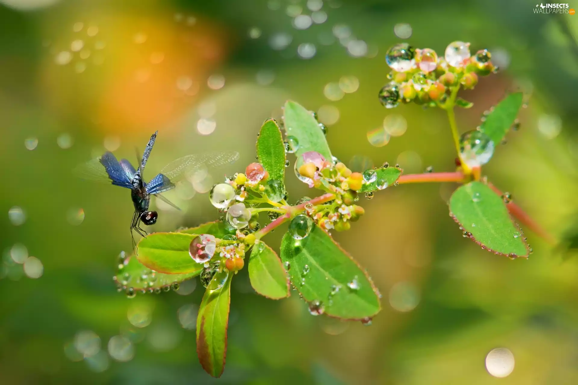 Bokeh, dragon-fly, plant