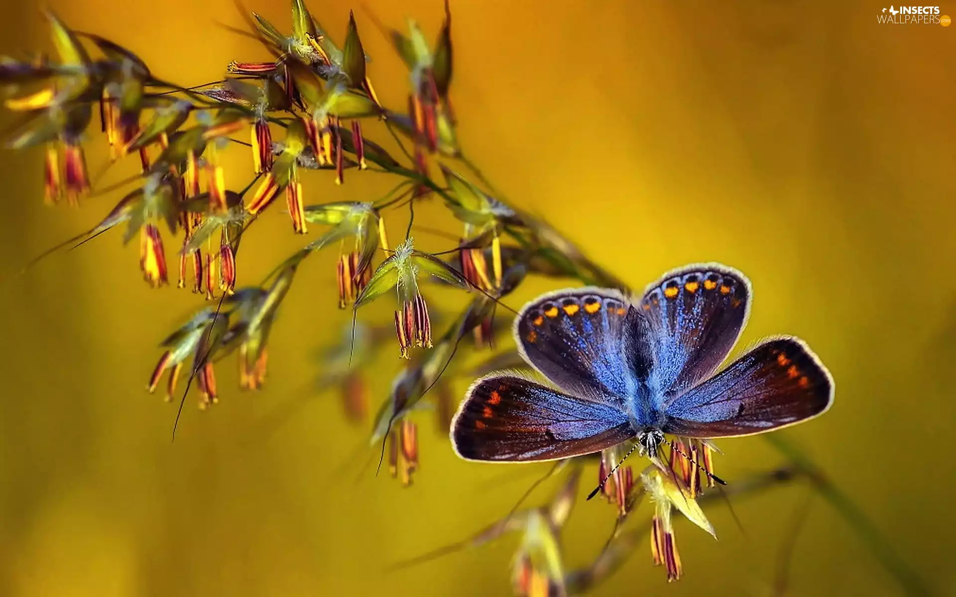 plant, blue, butterfly