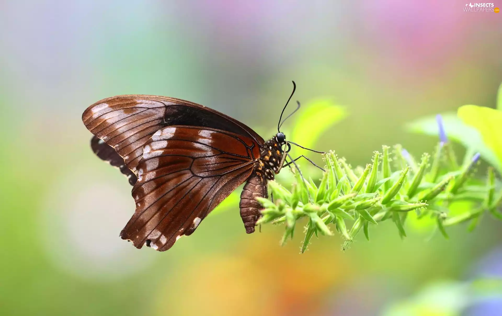 plant, Brown, butterfly