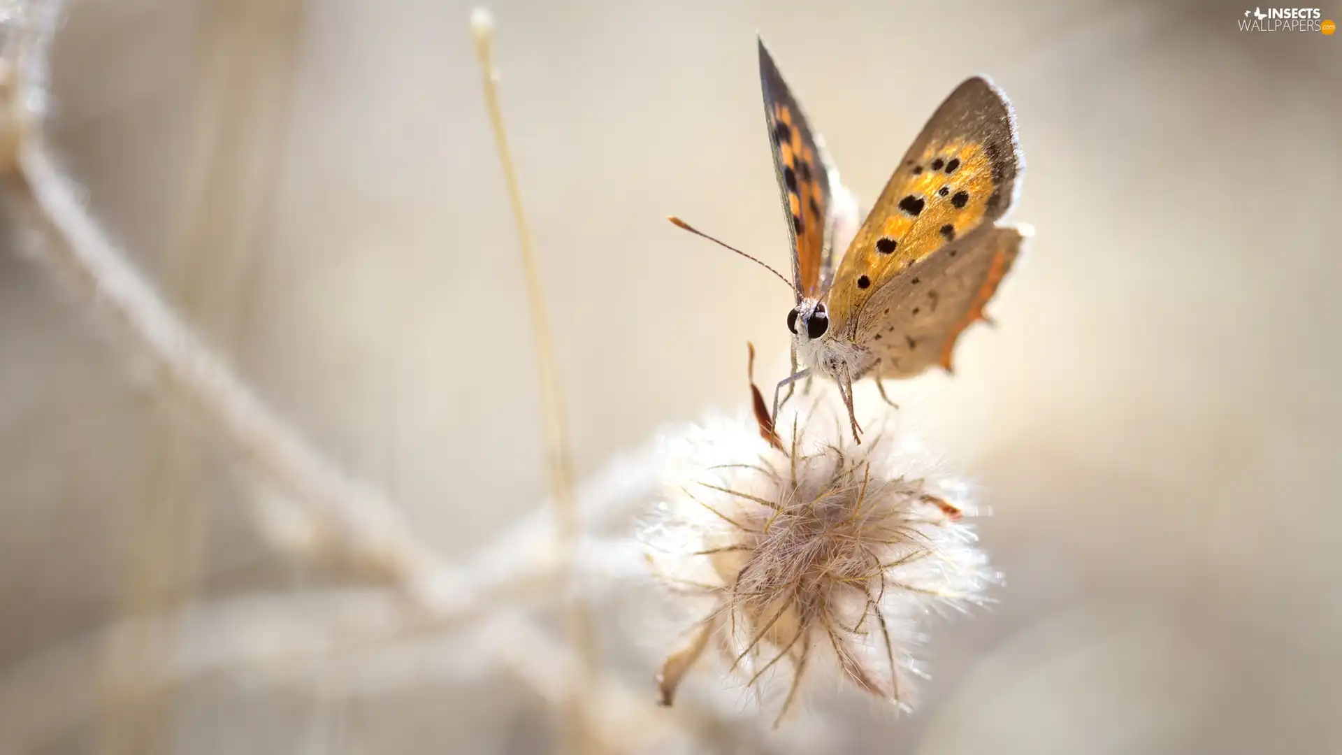 Close, American Copper, plant, butterfly