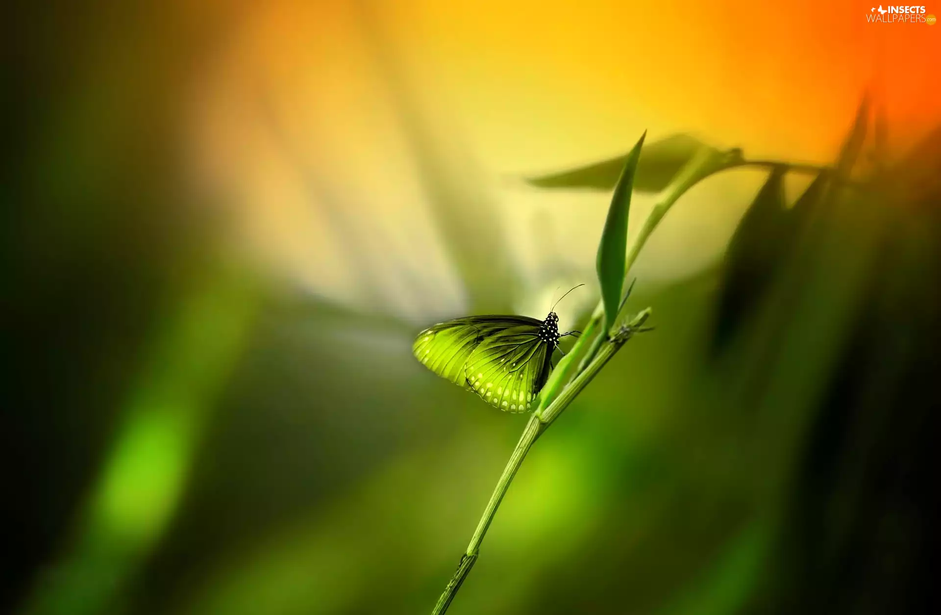 plant, Green, butterfly