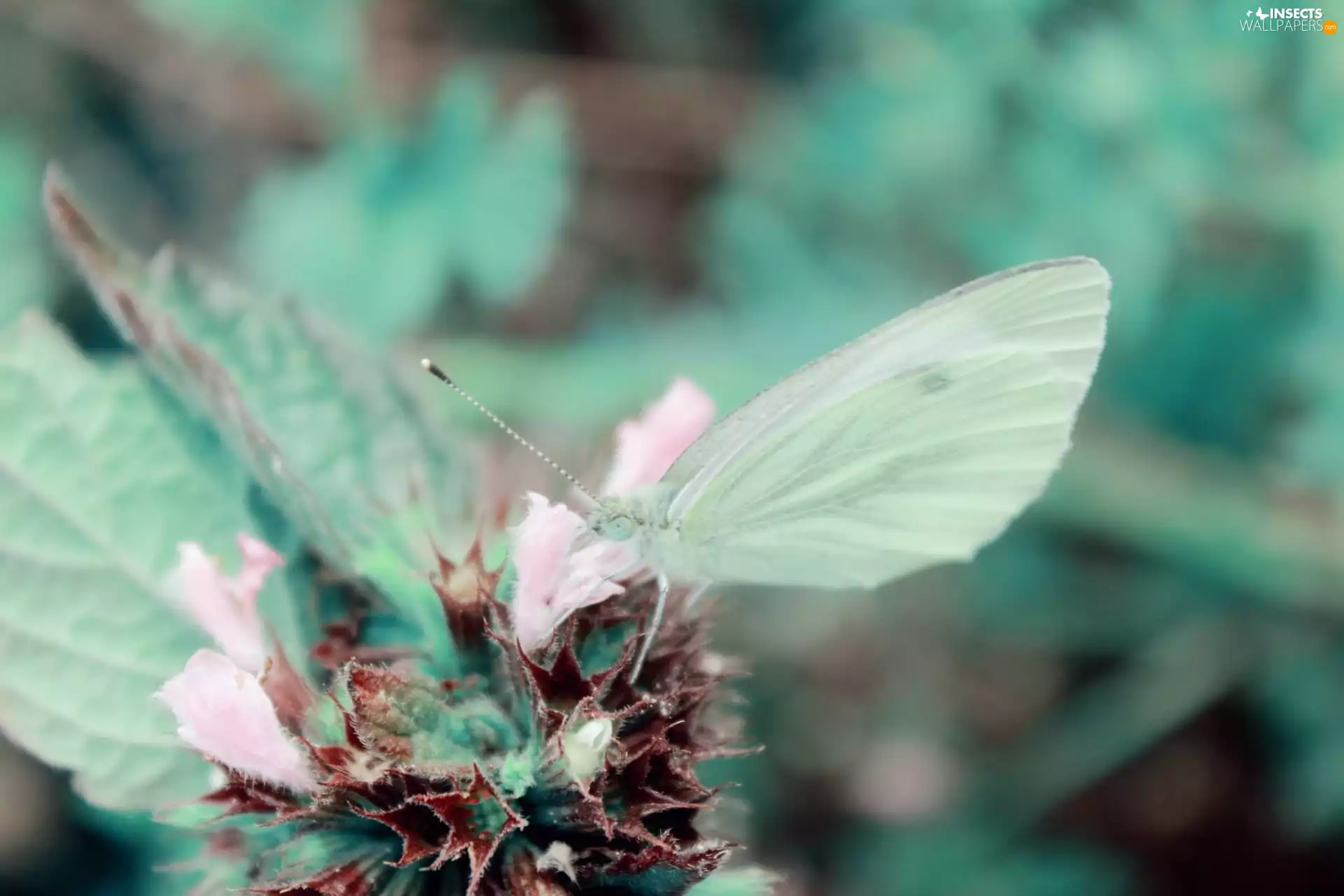 plant, Green, butterfly
