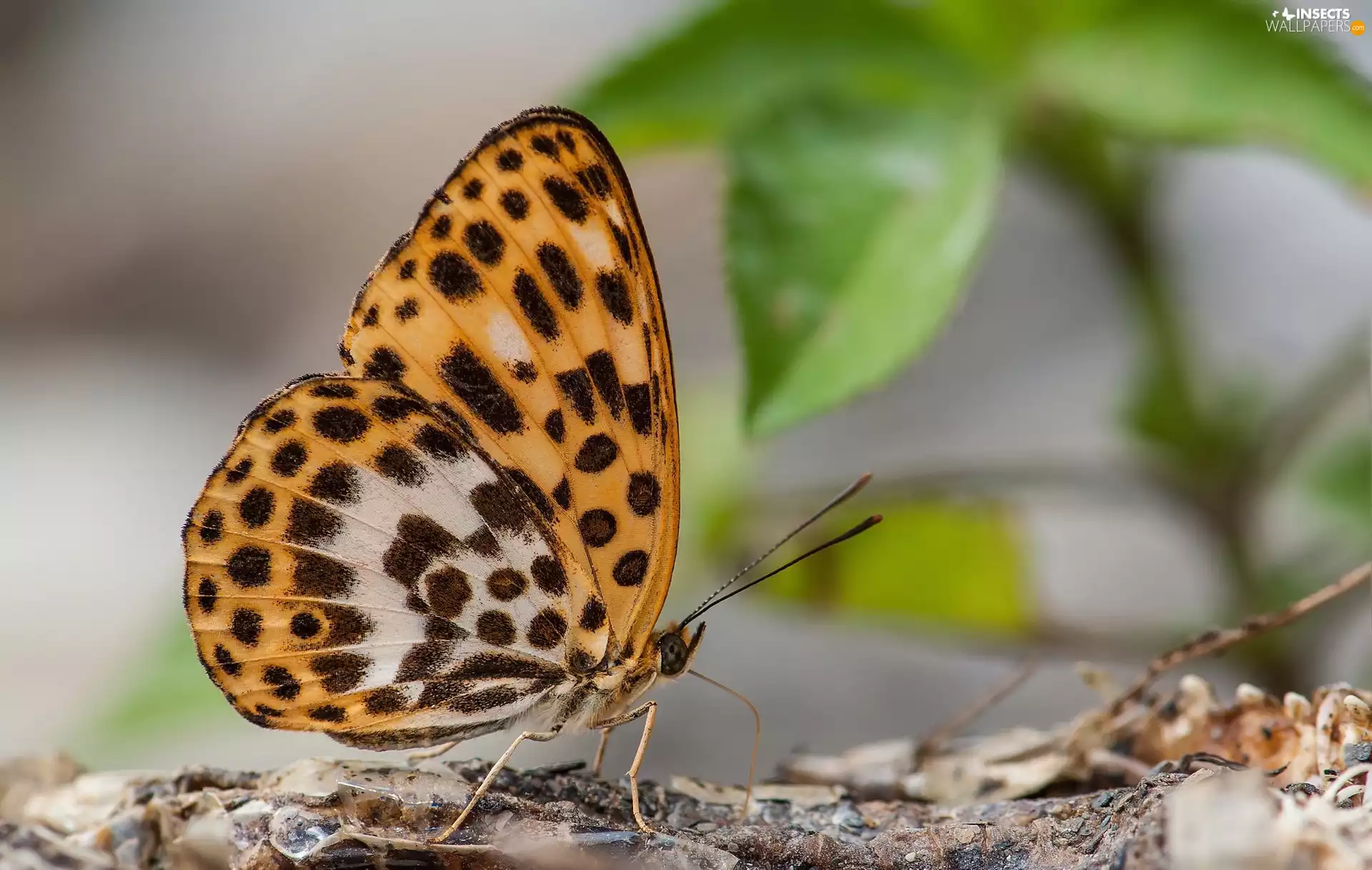 plant, Insect, butterfly