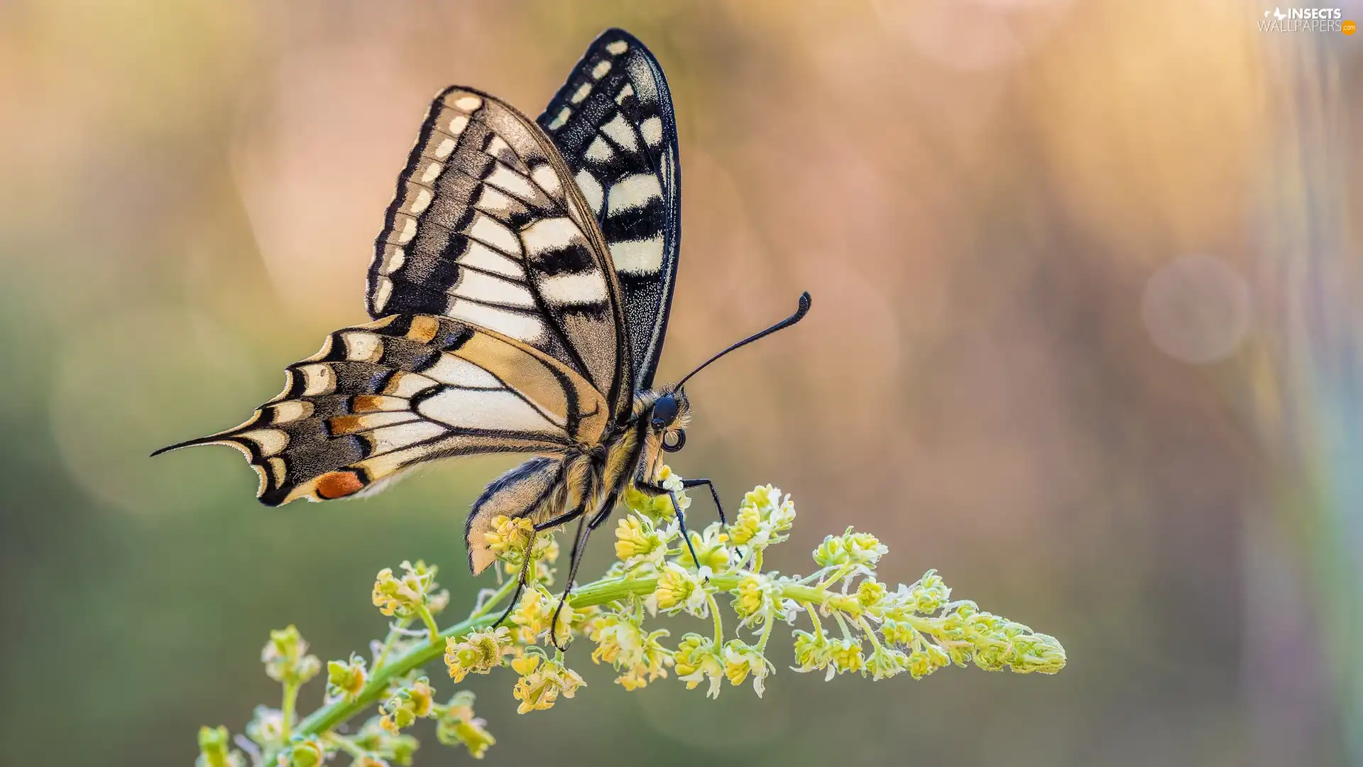 butterfly, plant, Close, Oct Queen