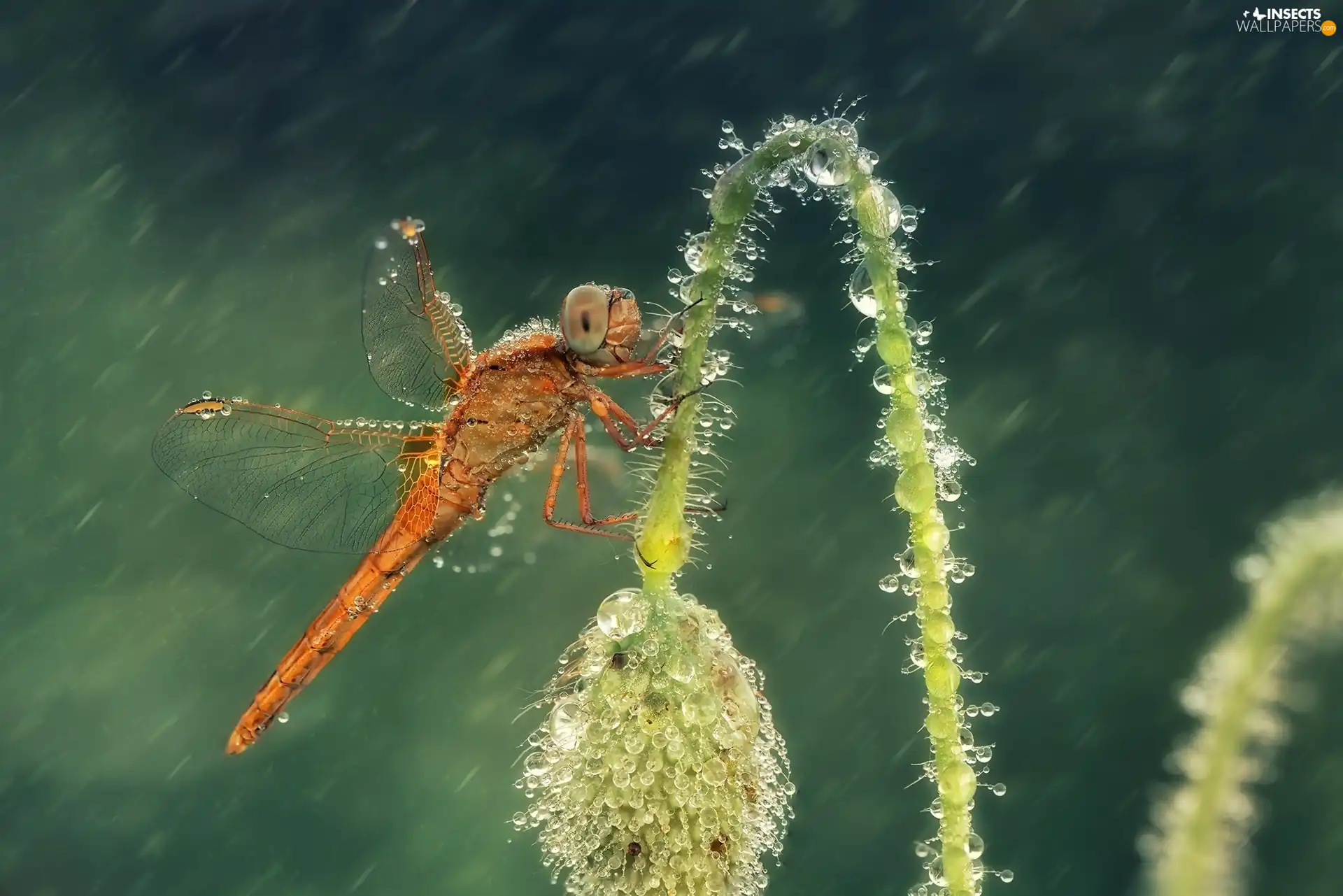 Rain, dragon-fly, plant