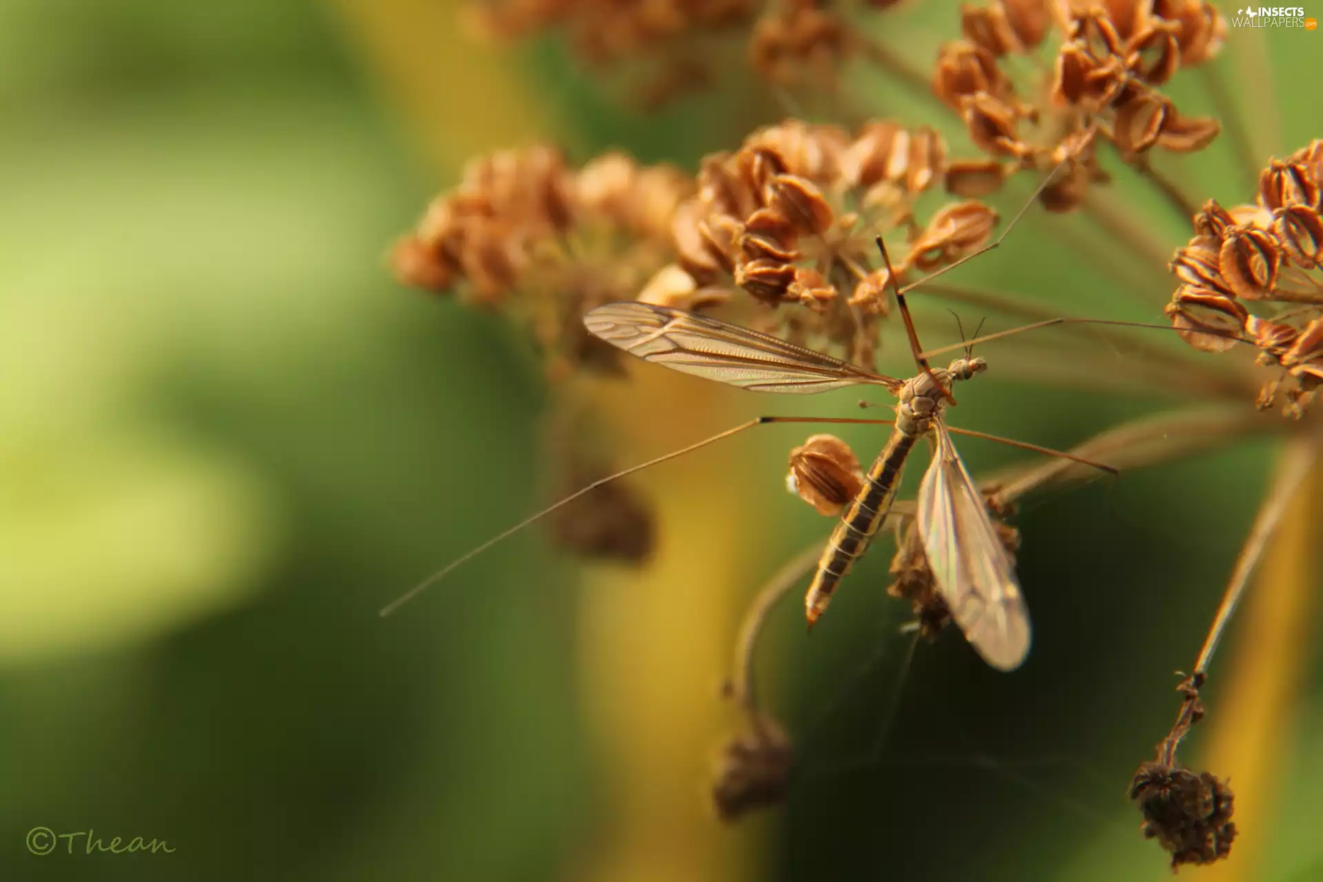 plant, mosquito, dry