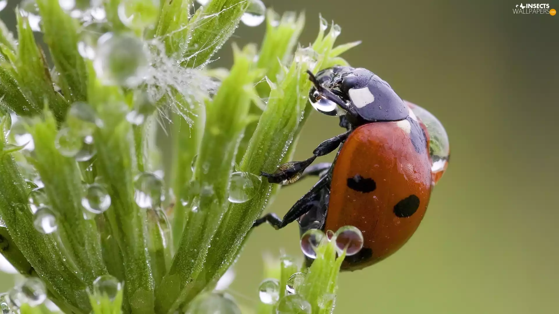 ladybird, drops, water, plant