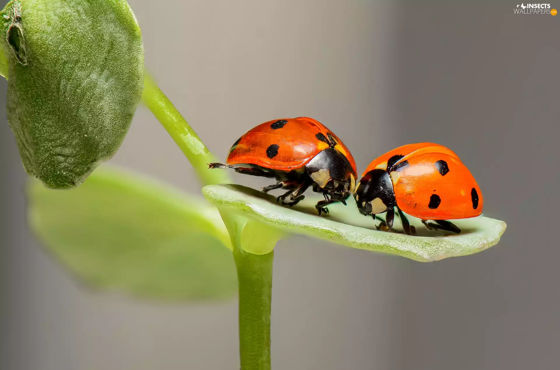plant, ladybugs, Leaf