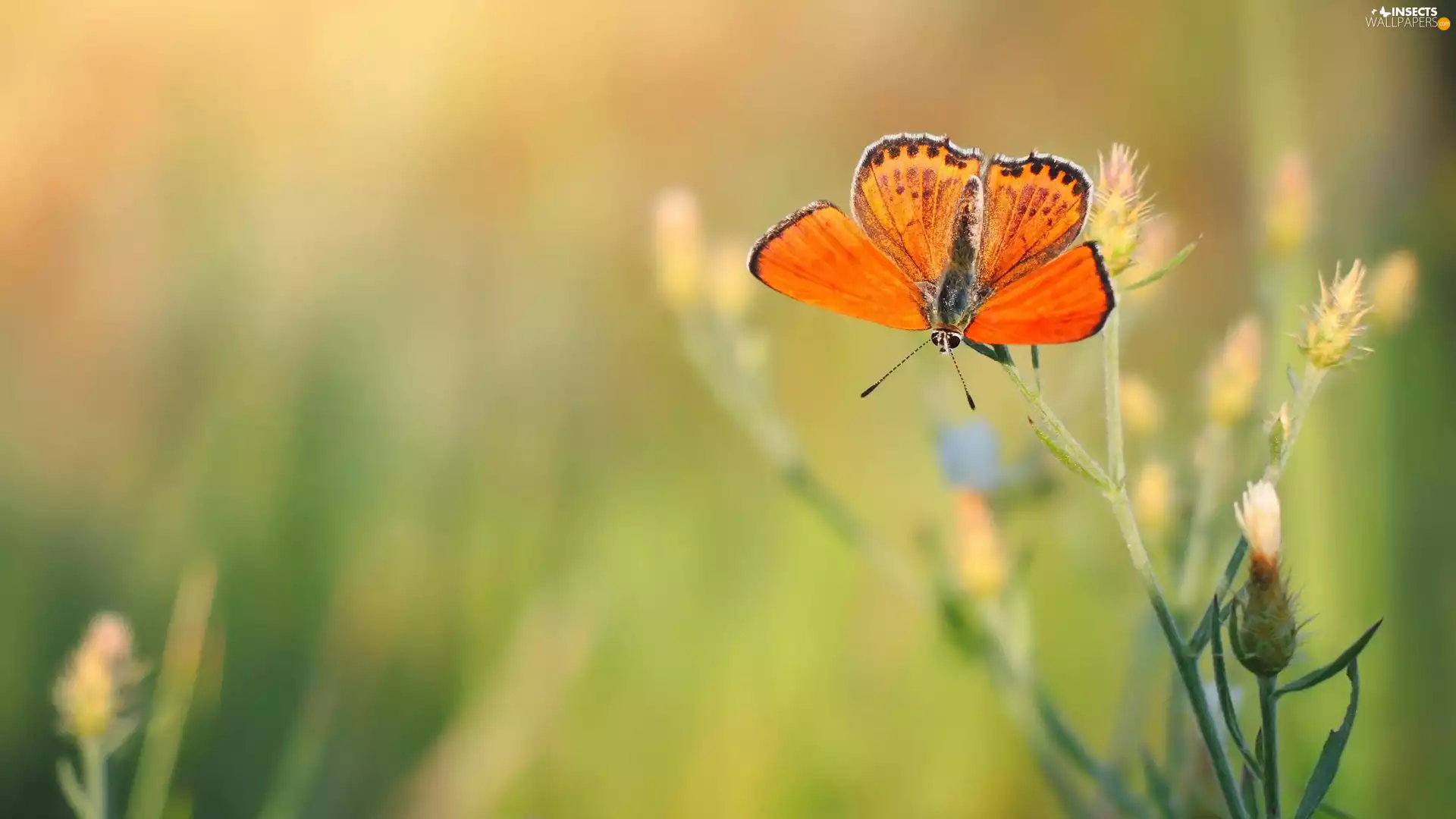 plant, butterfly, Lycaena