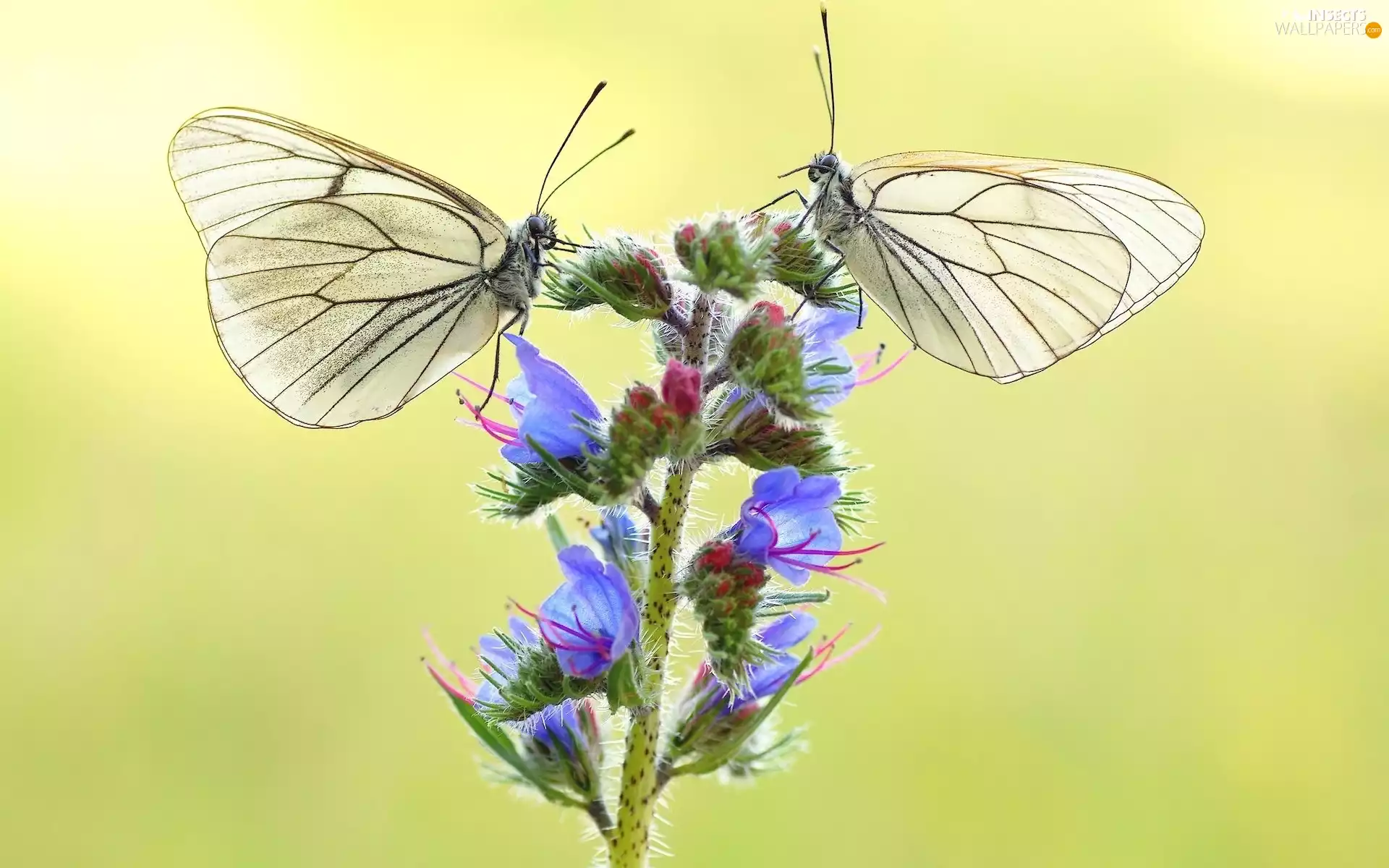 butterflies, plant, rapprochement, Pereute telthusa