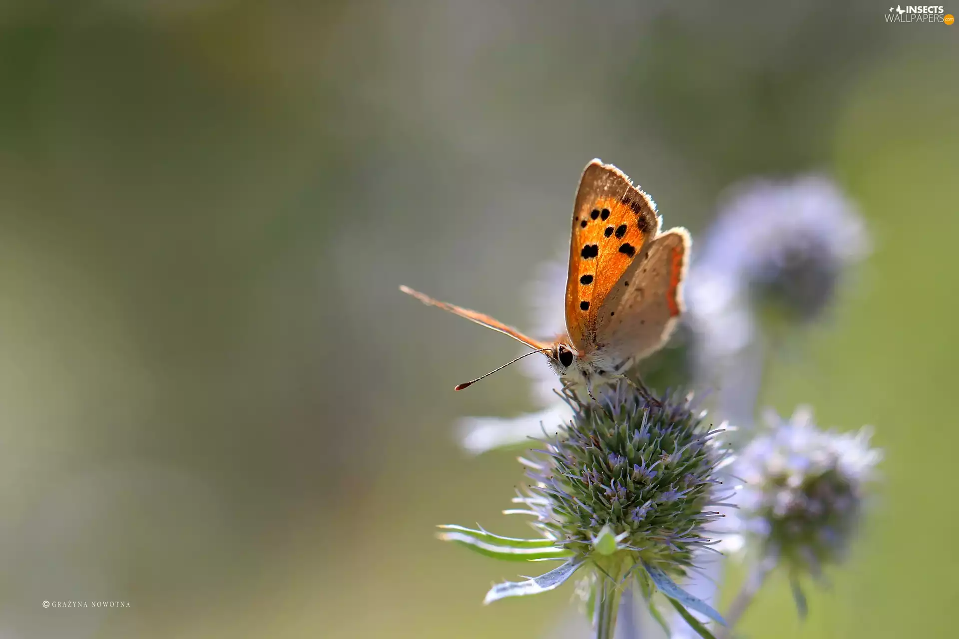 Seaside Eryngium, butterfly, plant