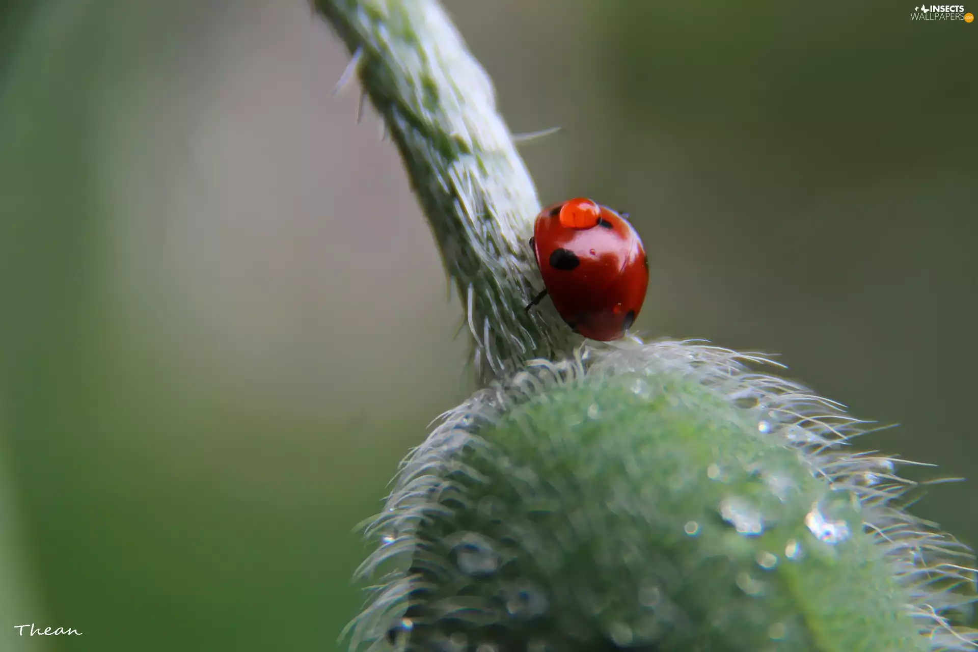 plant, ladybird, Spots