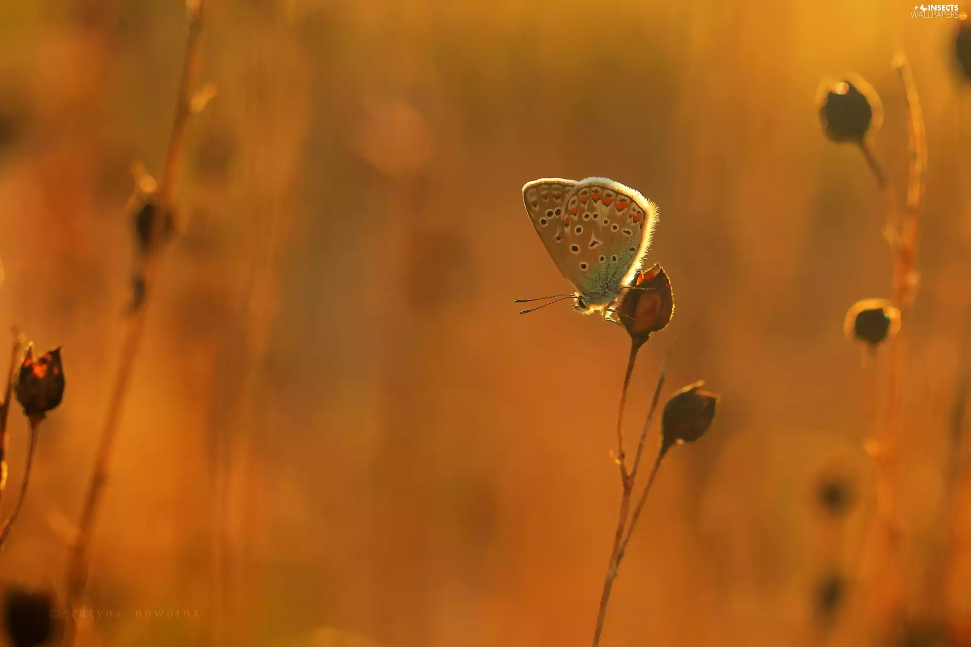 Plants, butterfly, Dusky