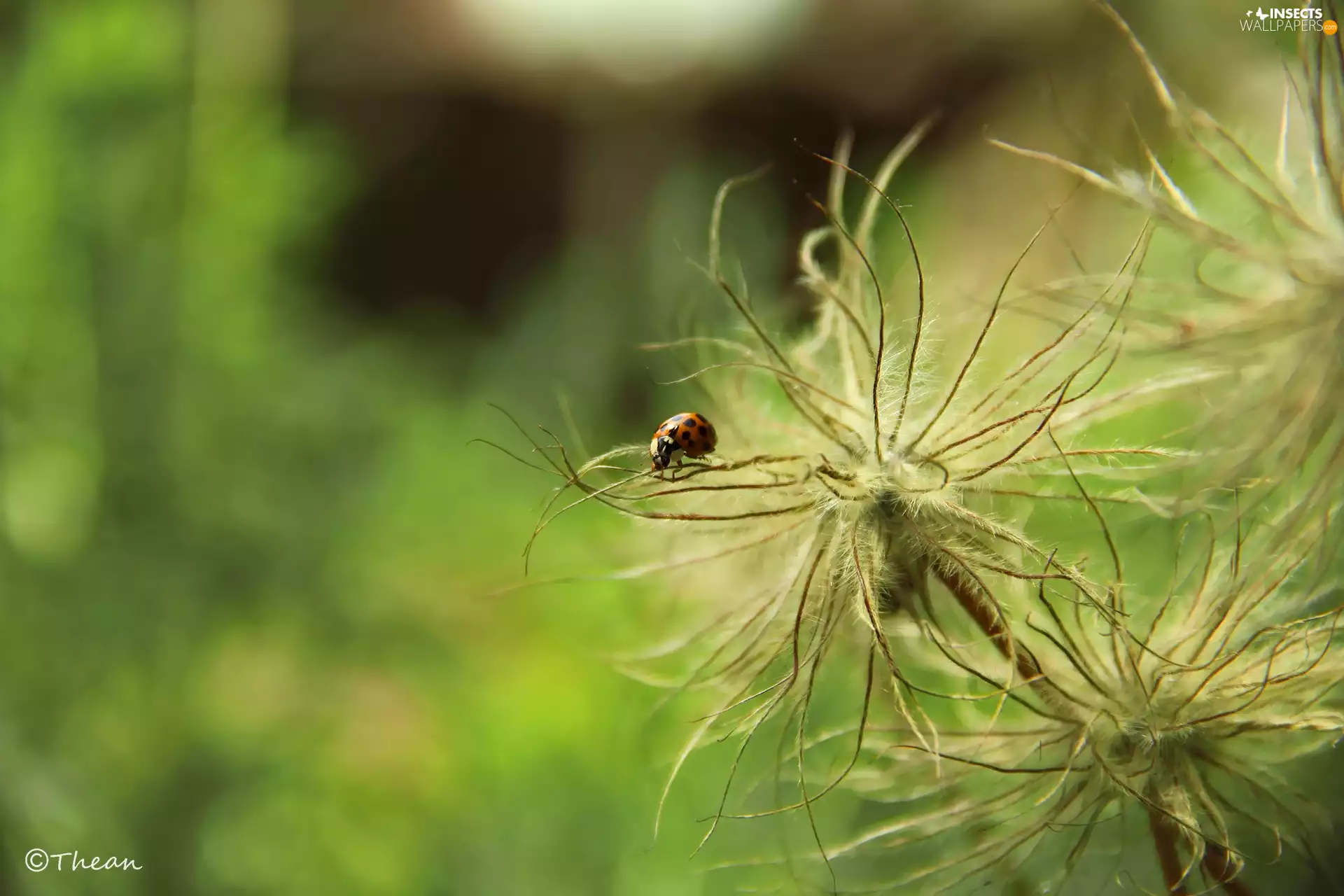 Plants, ladybird, Insect