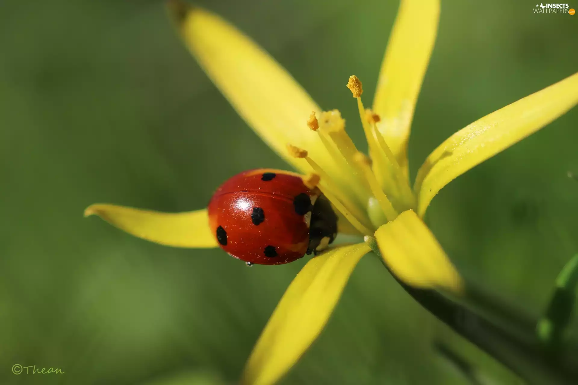 ladybird, Yellow gold plating, Colourfull Flowers