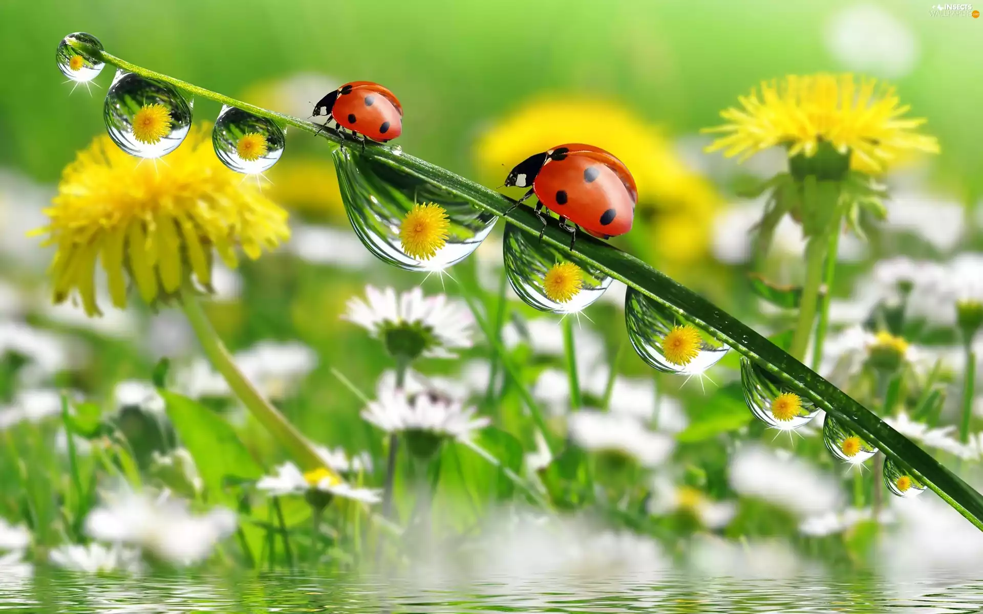 water, puffball, grass, drops, ladybugs