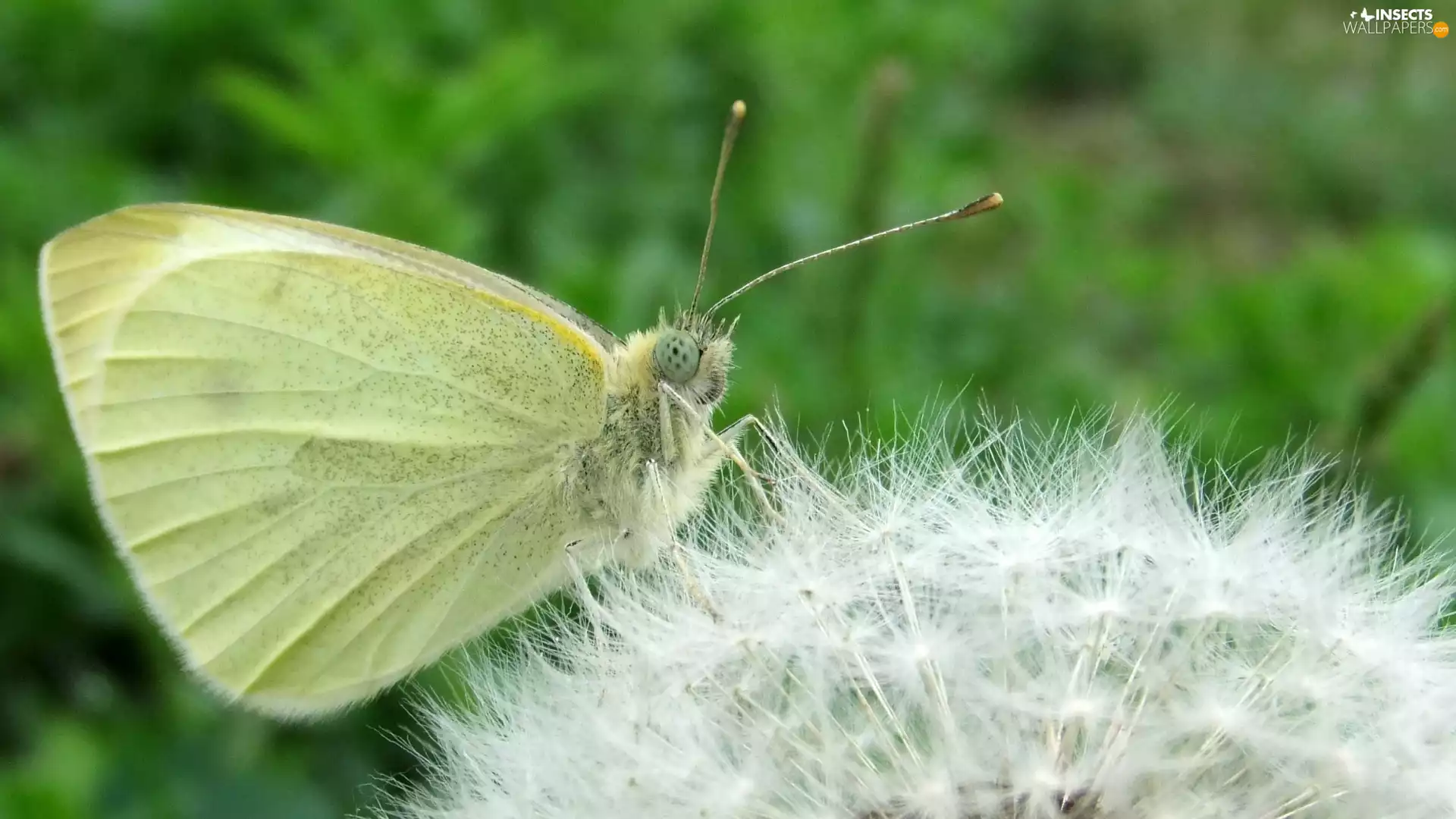 sow-thistle, butterfly, puffball