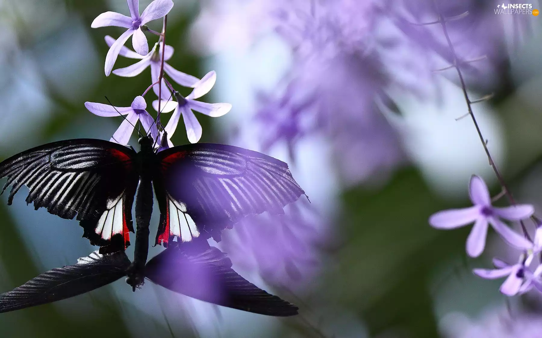 Flowers, Black, Butterfly. Purple