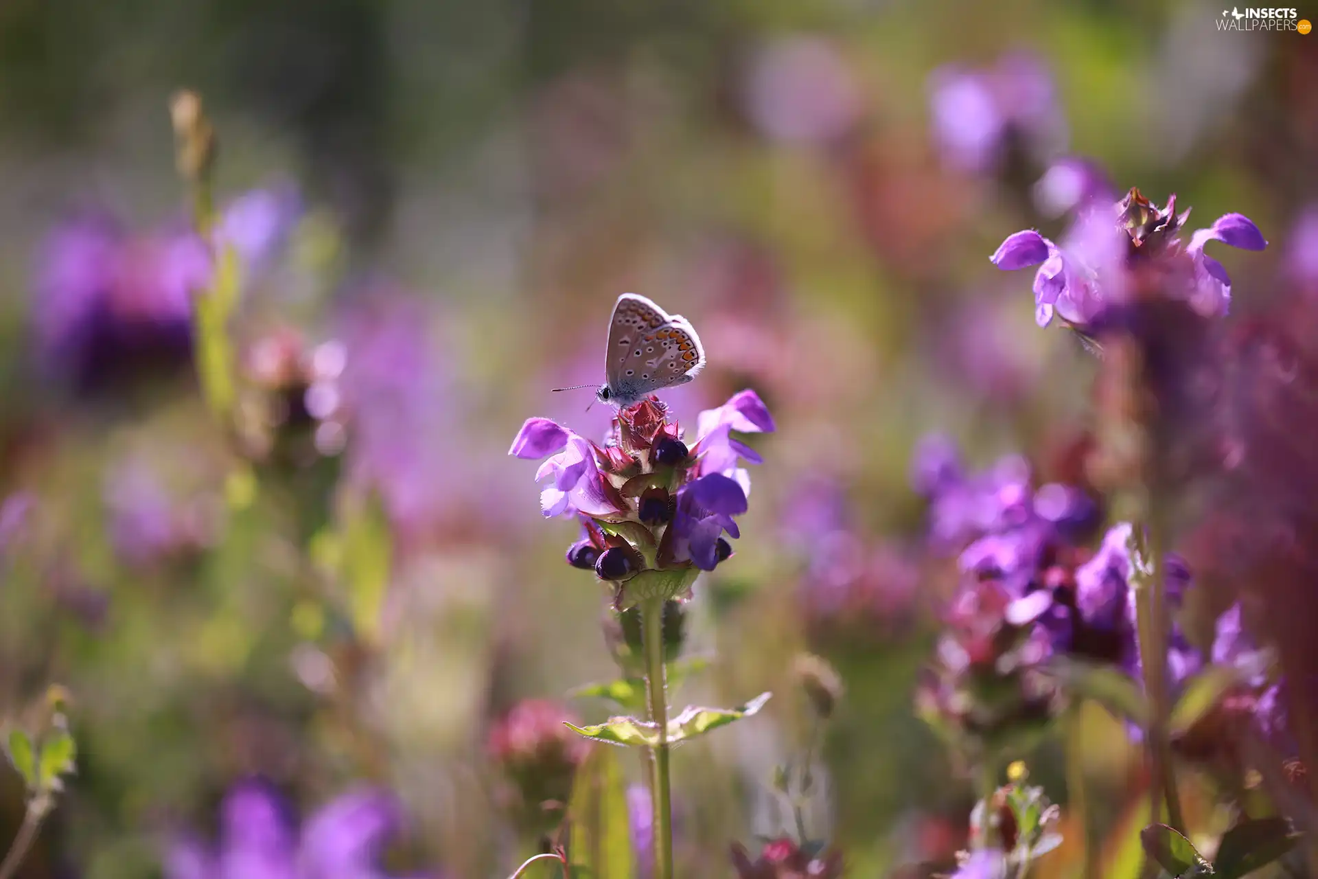 butterfly, purple, Flowers, Dusky Icarus