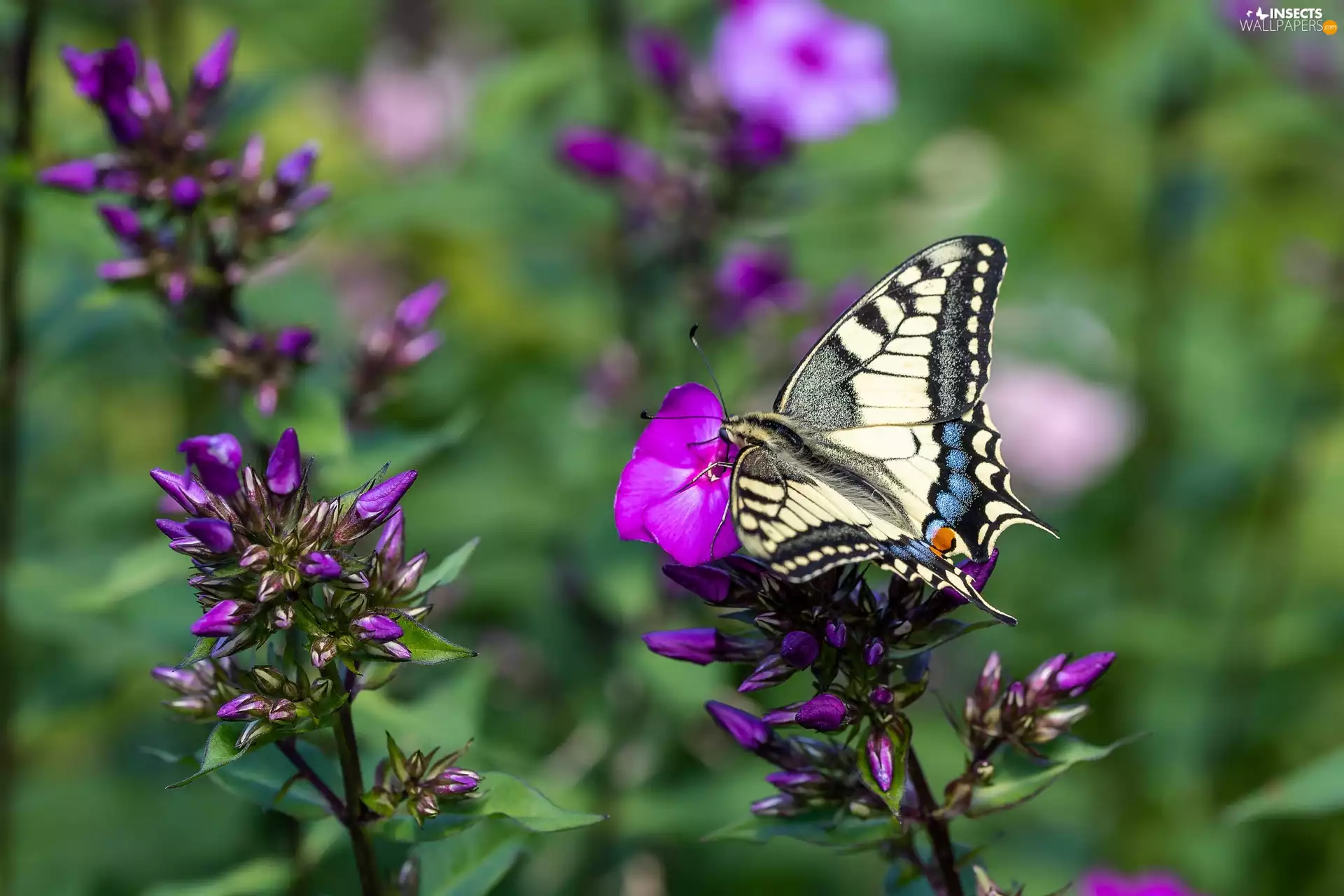 butterfly, purple, Flowers, Oct Queen