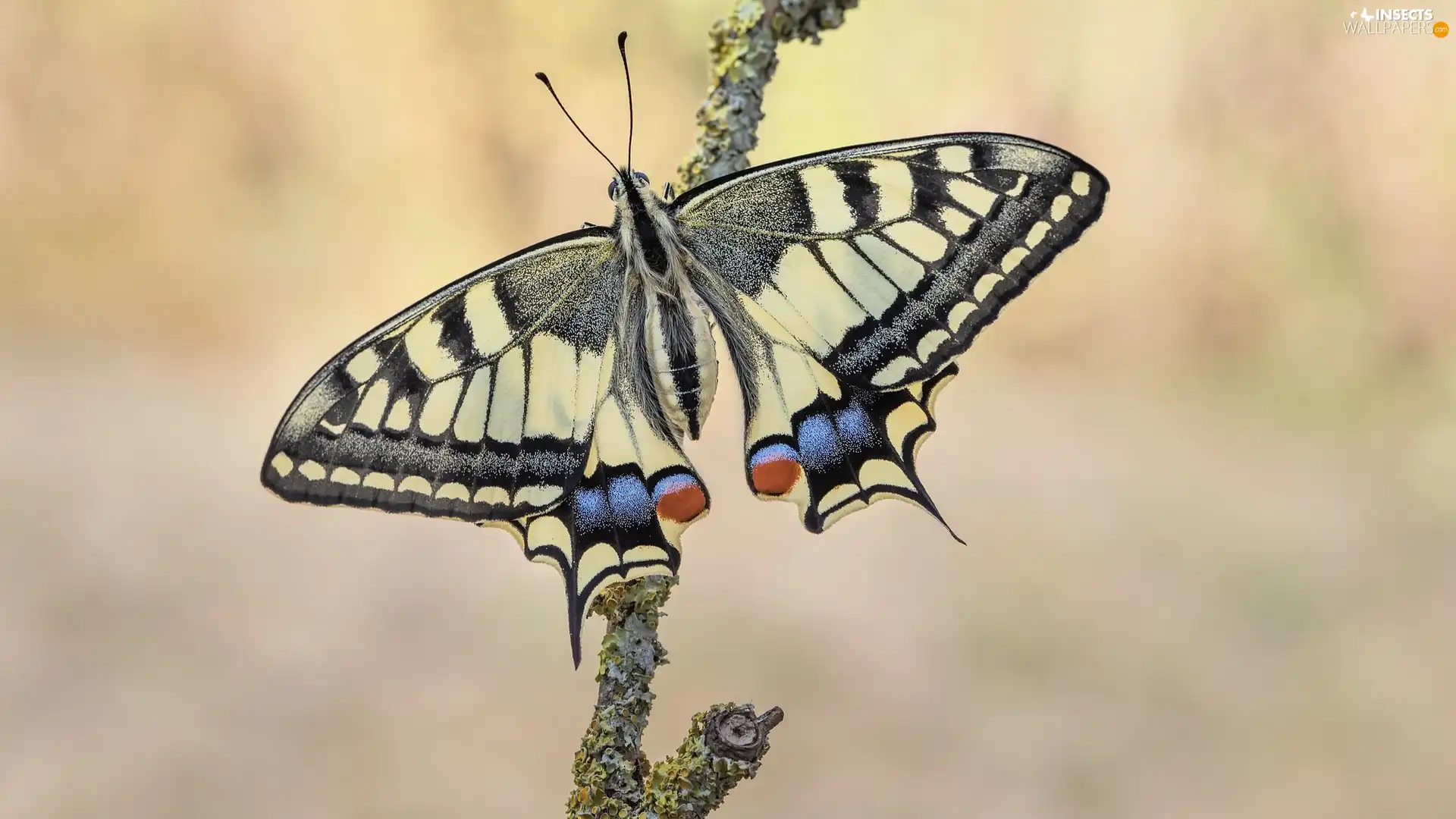 branch, butterfly, Oct Queen