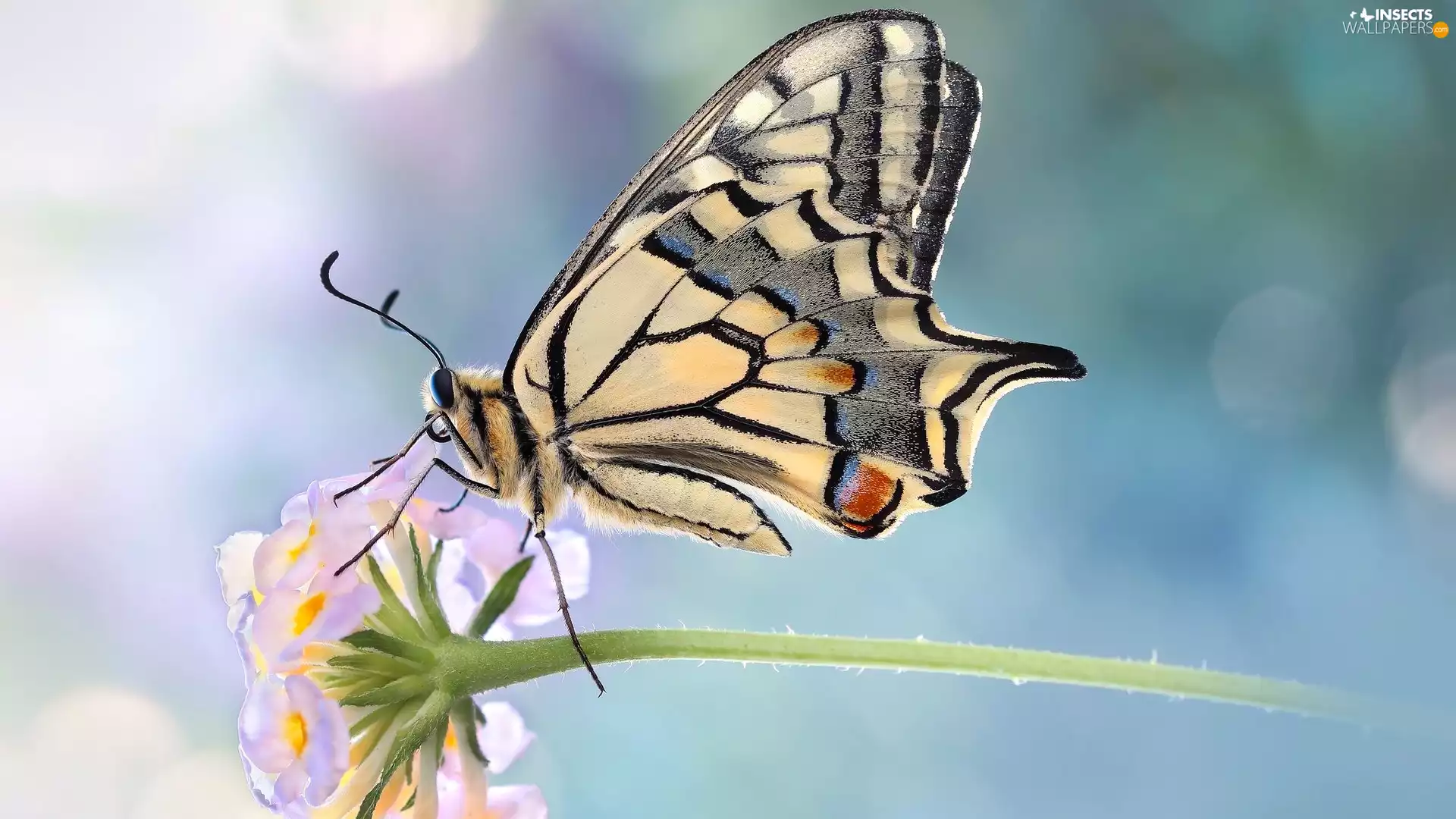 blur, Close, Oct Queen, Flower, butterfly