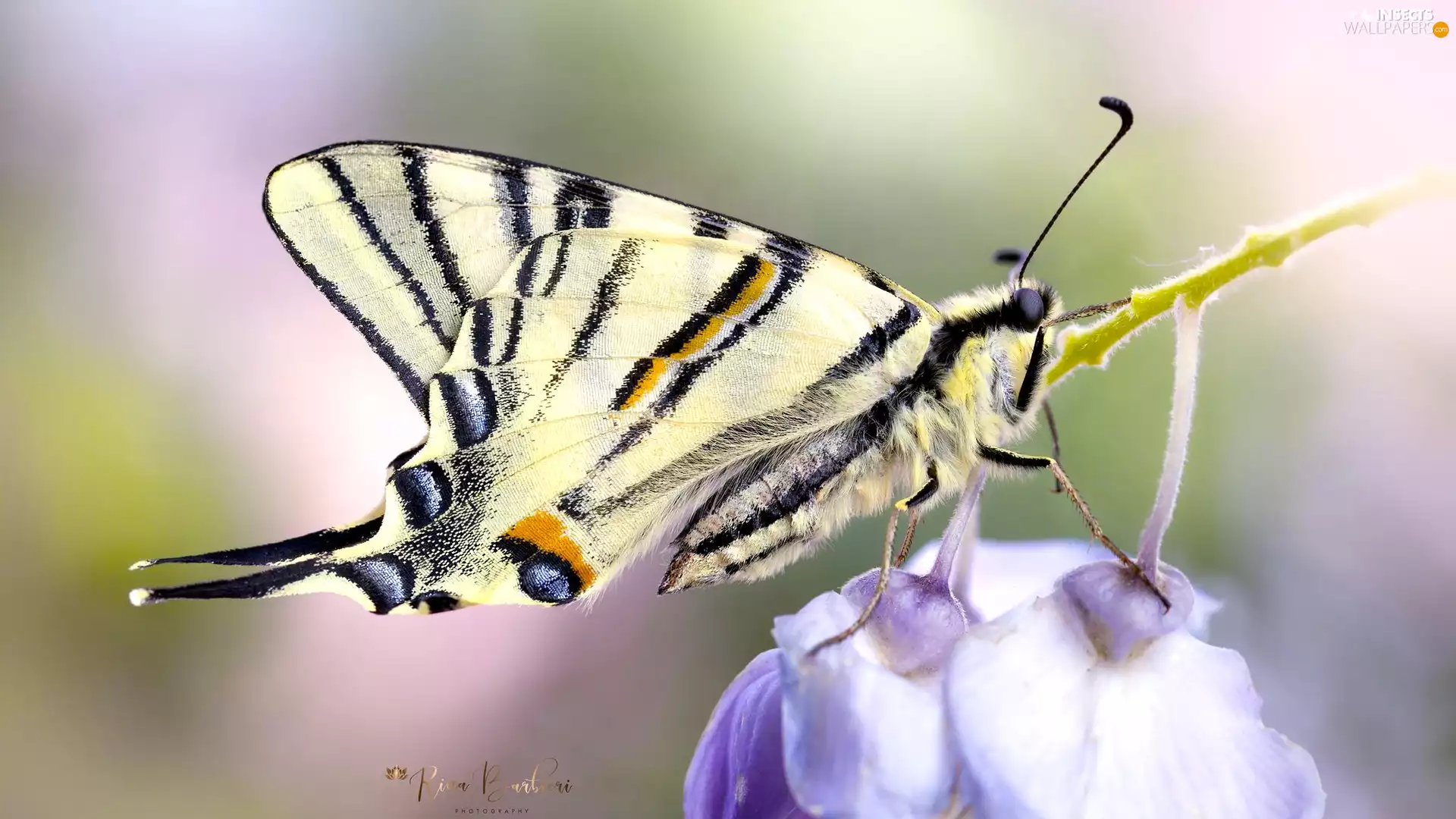 Close, blur, Oct Queen, Flowers, butterfly