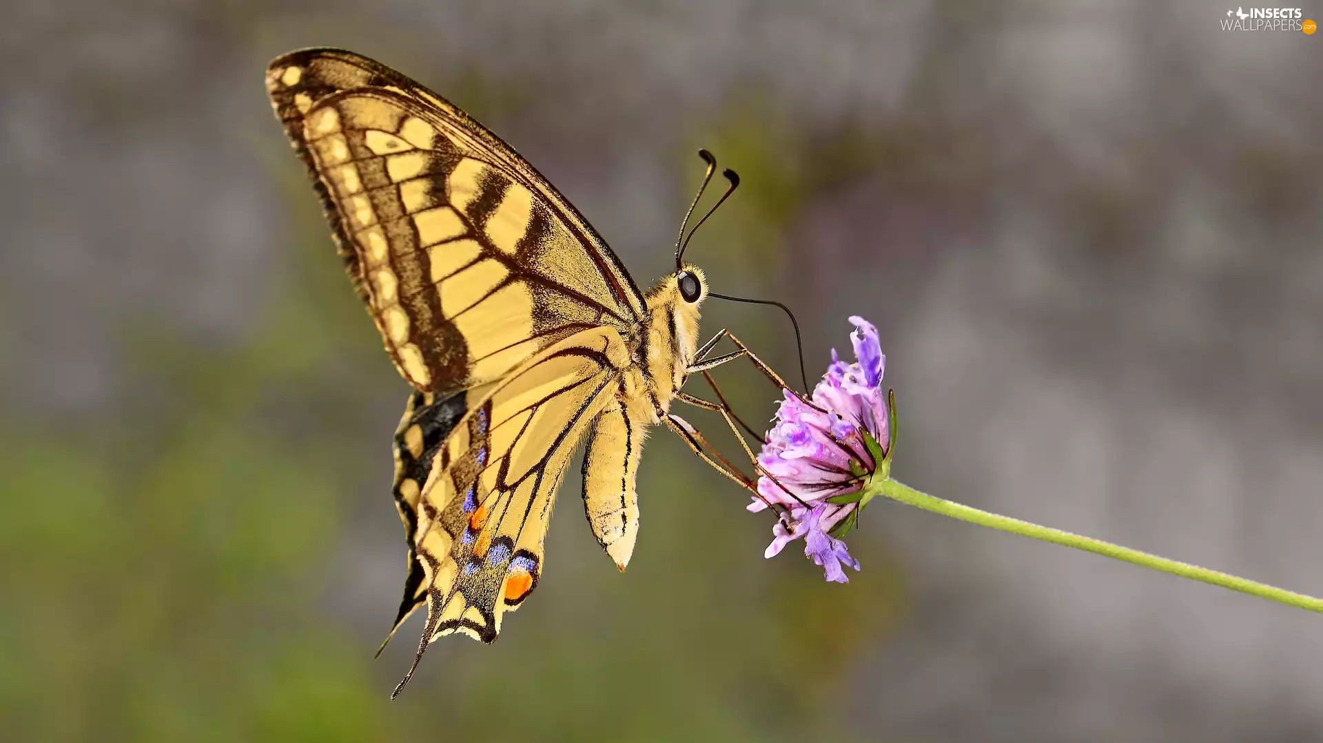 Flower, Close, Oct Queen, Violet, butterfly