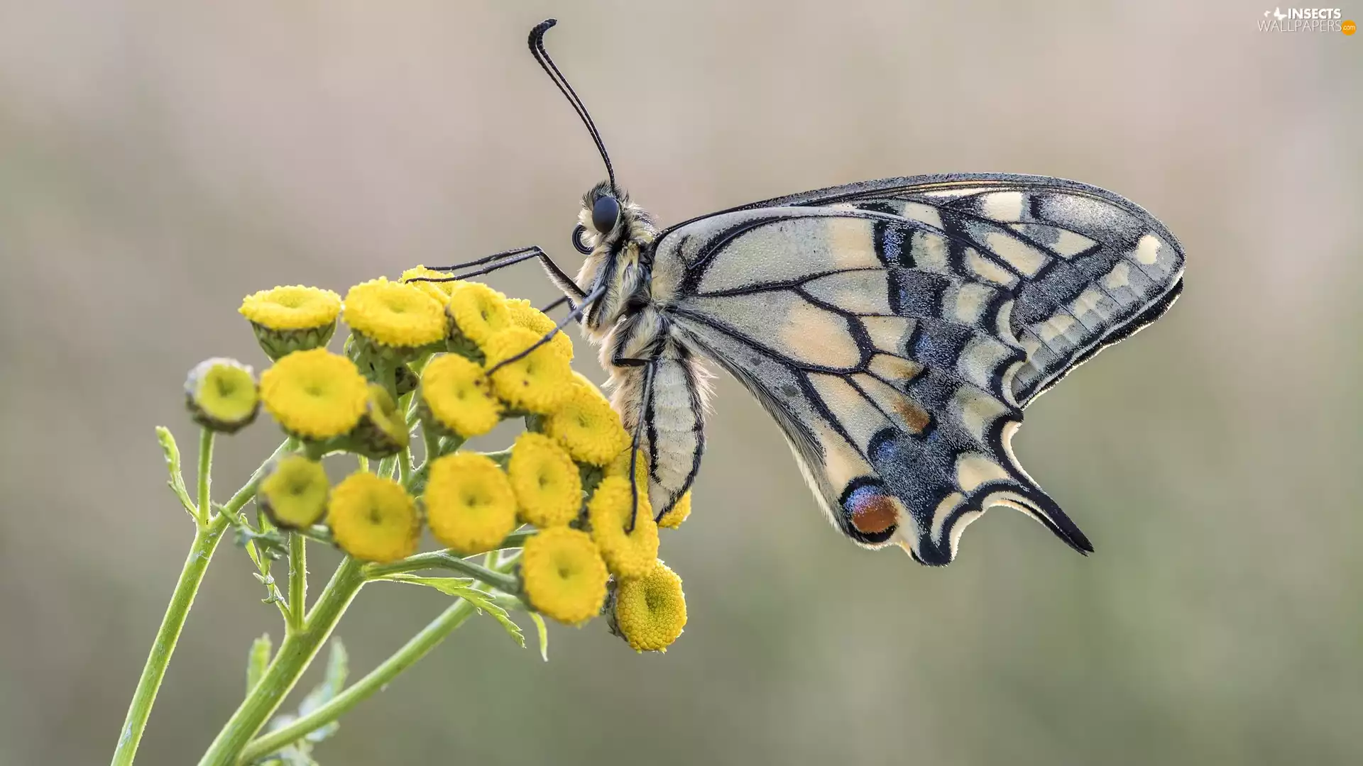 Flowers, Tansy, Oct Queen, Yellow, butterfly