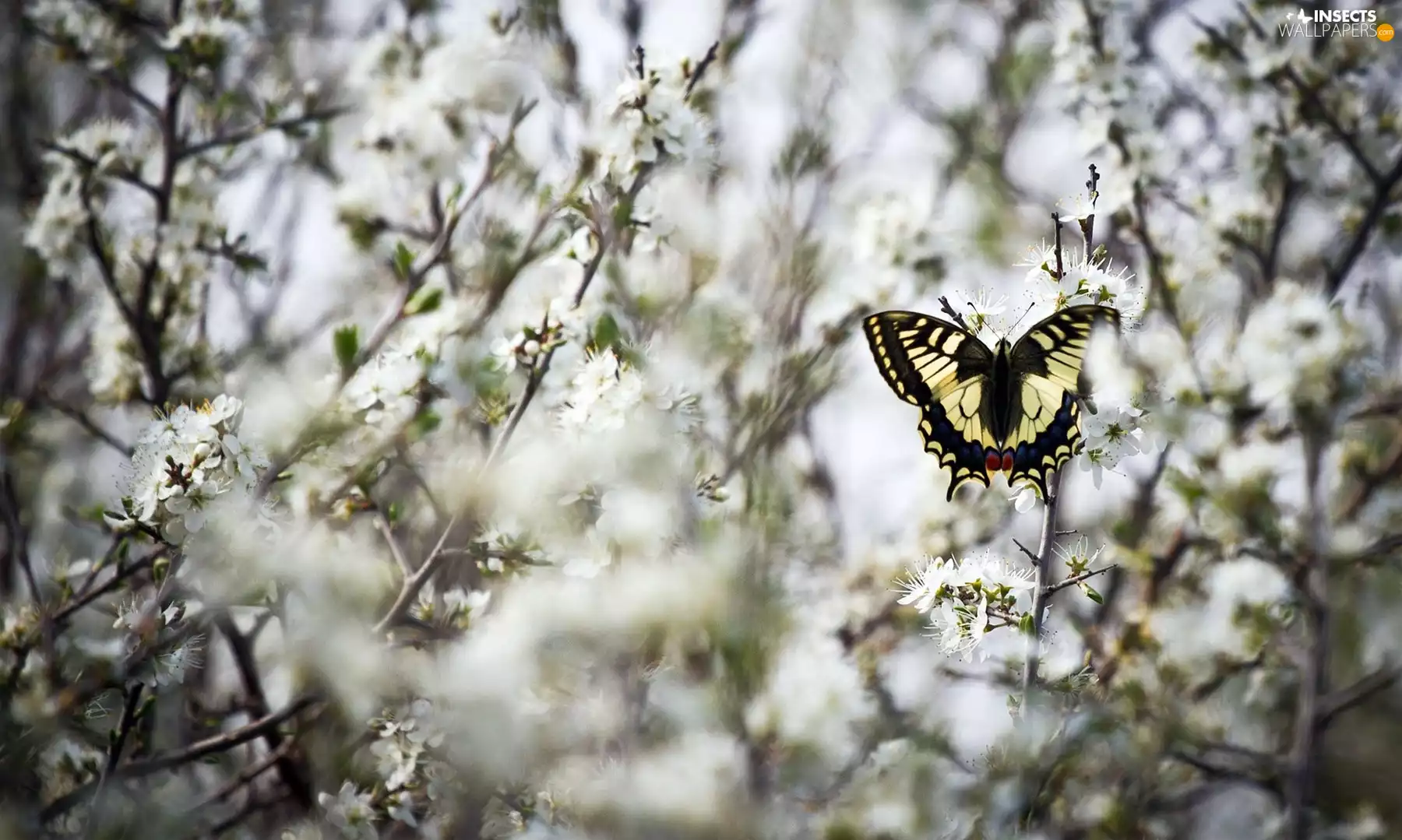 White, flowers, Oct Queen, Twigs, butterfly
