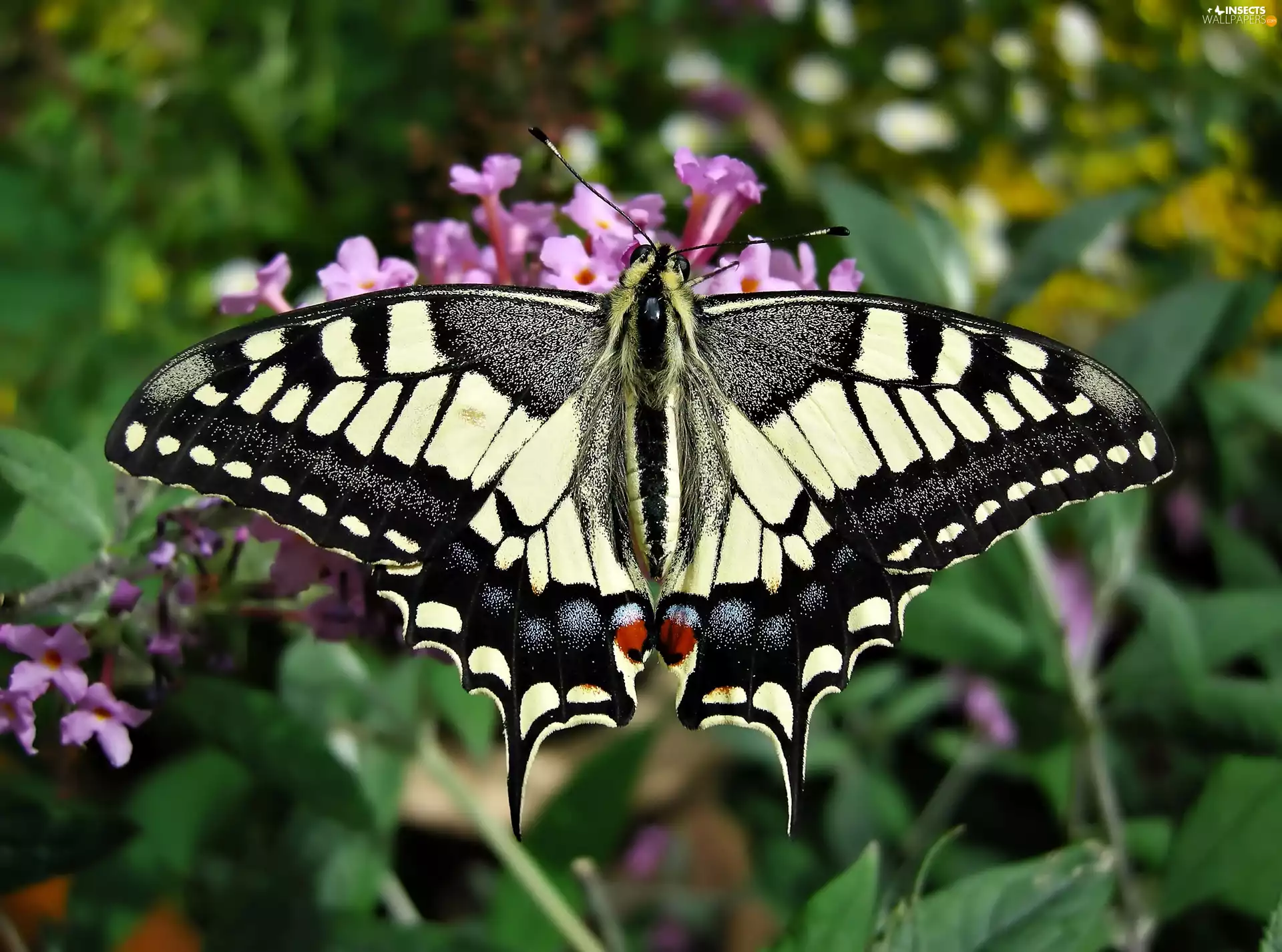Colourfull Flowers, page, queen