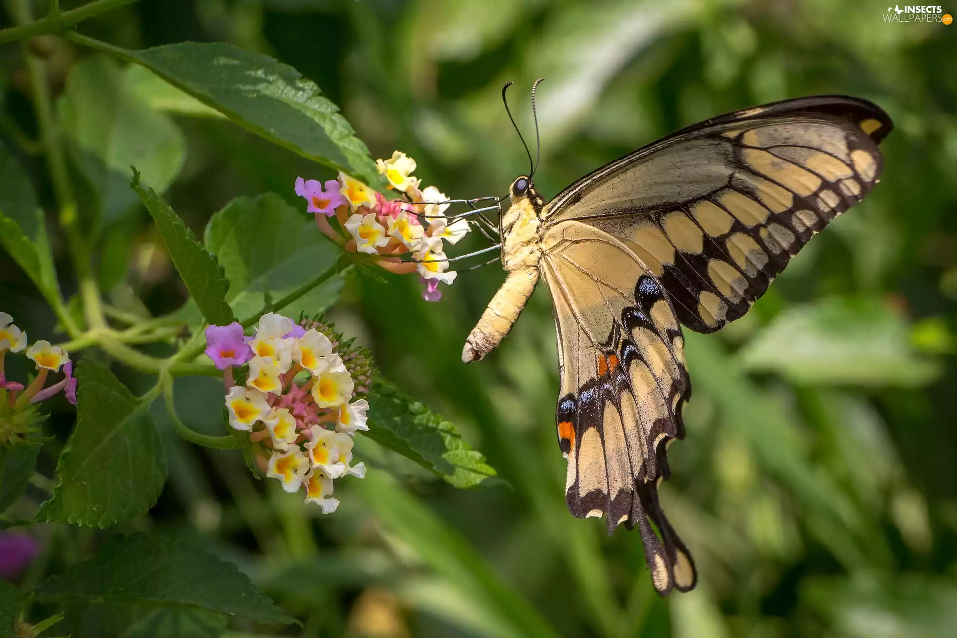 Flowers, butterfly, Oct Queen
