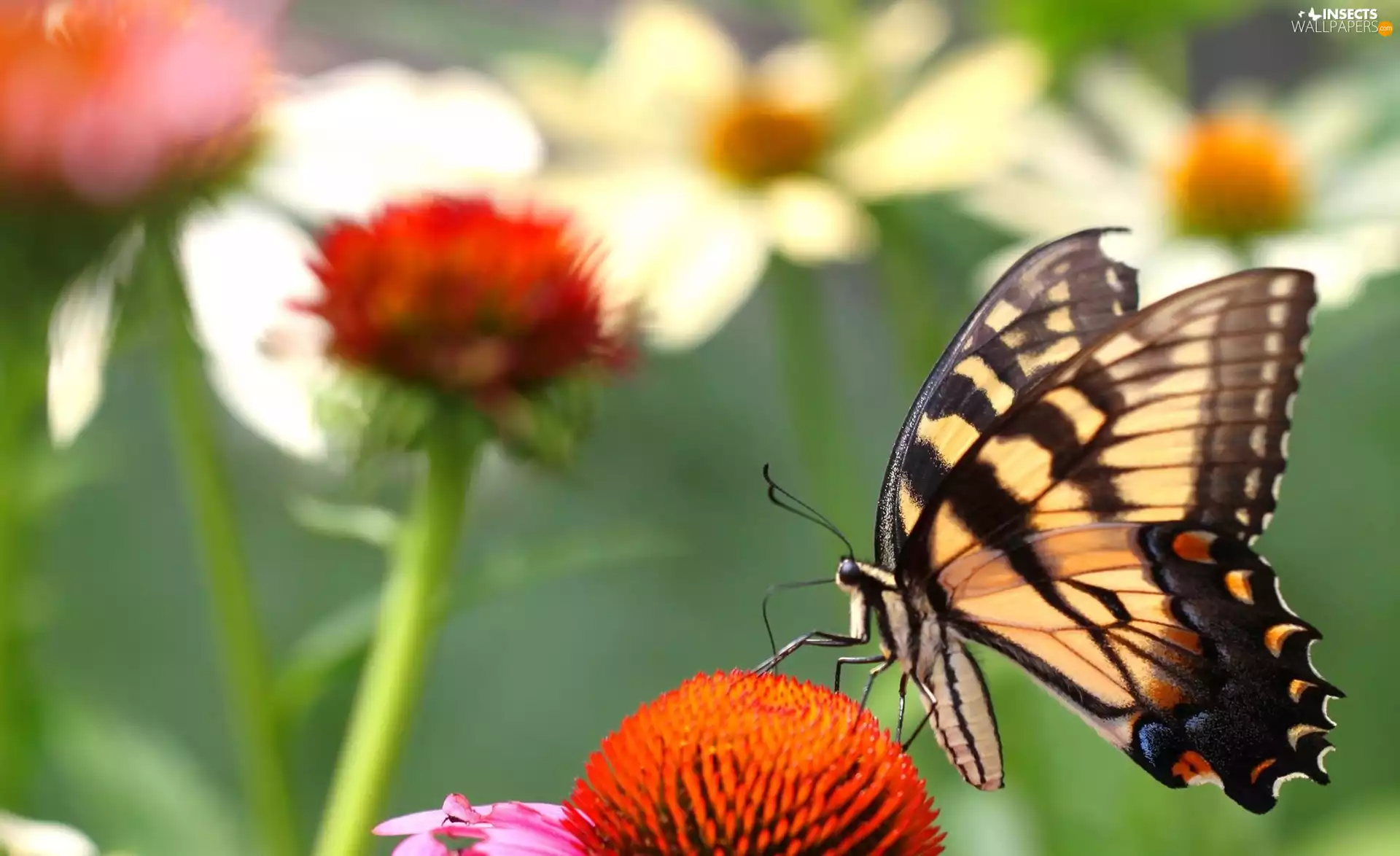Flowers, butterfly, Oct Queen