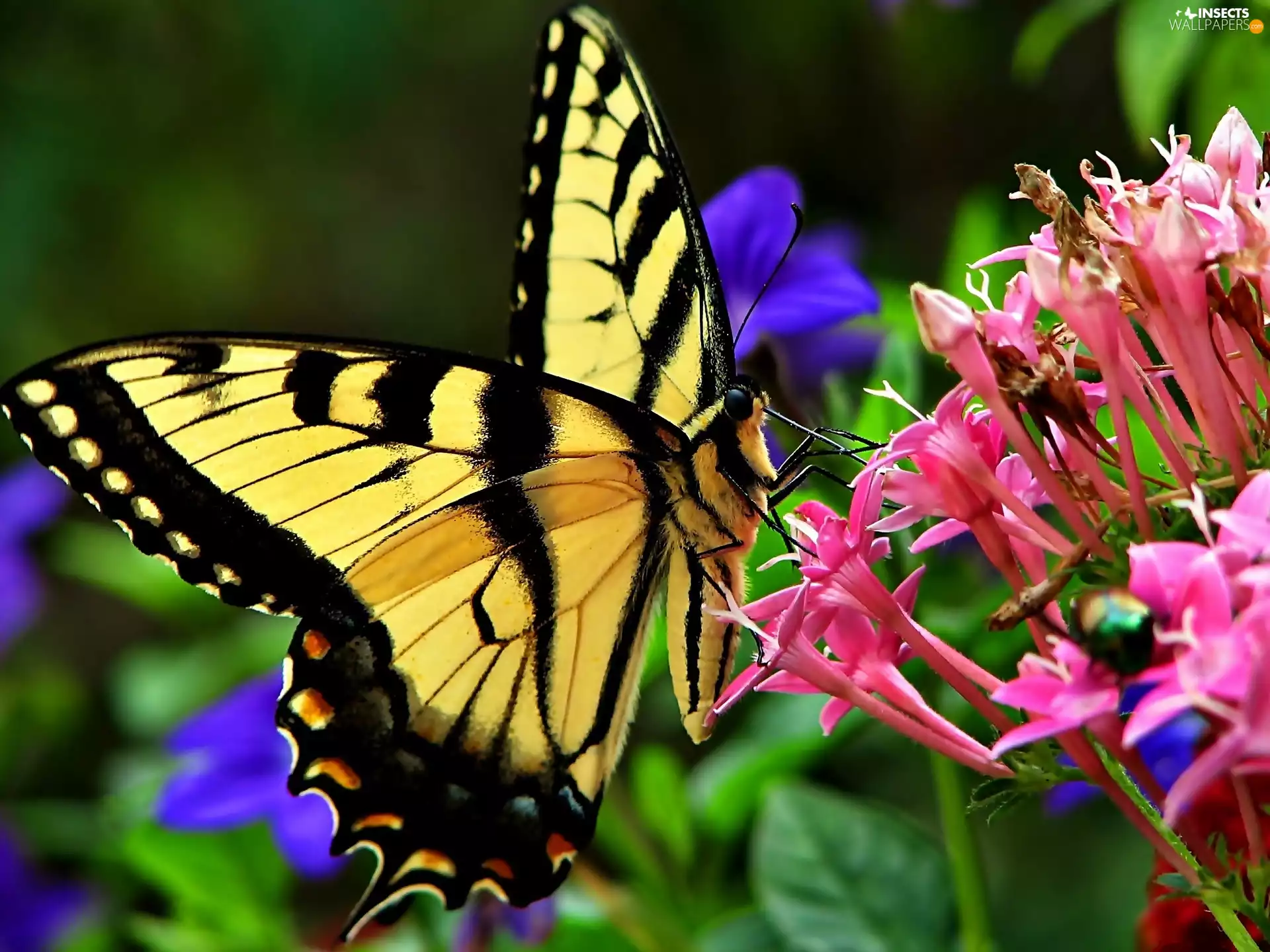 Flowers, butterfly, Oct Queen