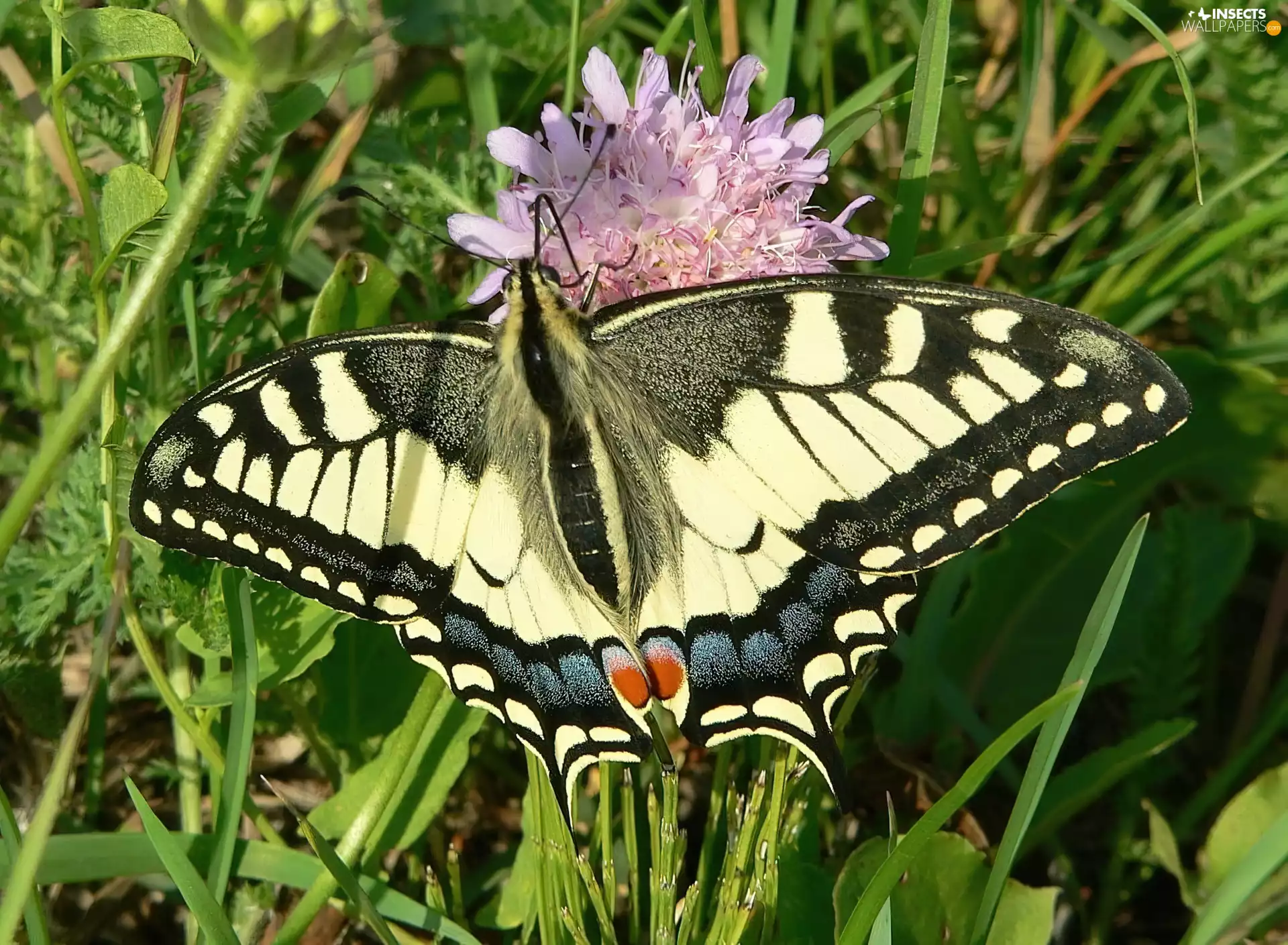 grass, butterfly, Oct Queen