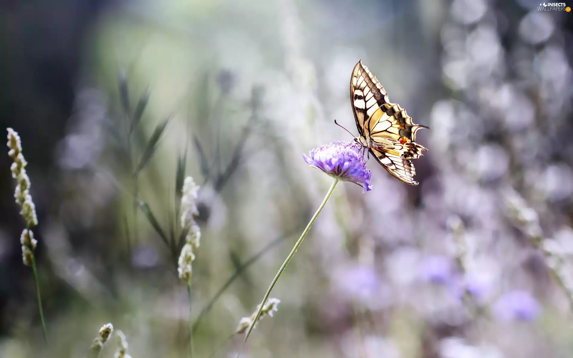 clover, Bokeh, Oct Queen, Colourfull Flowers, butterfly