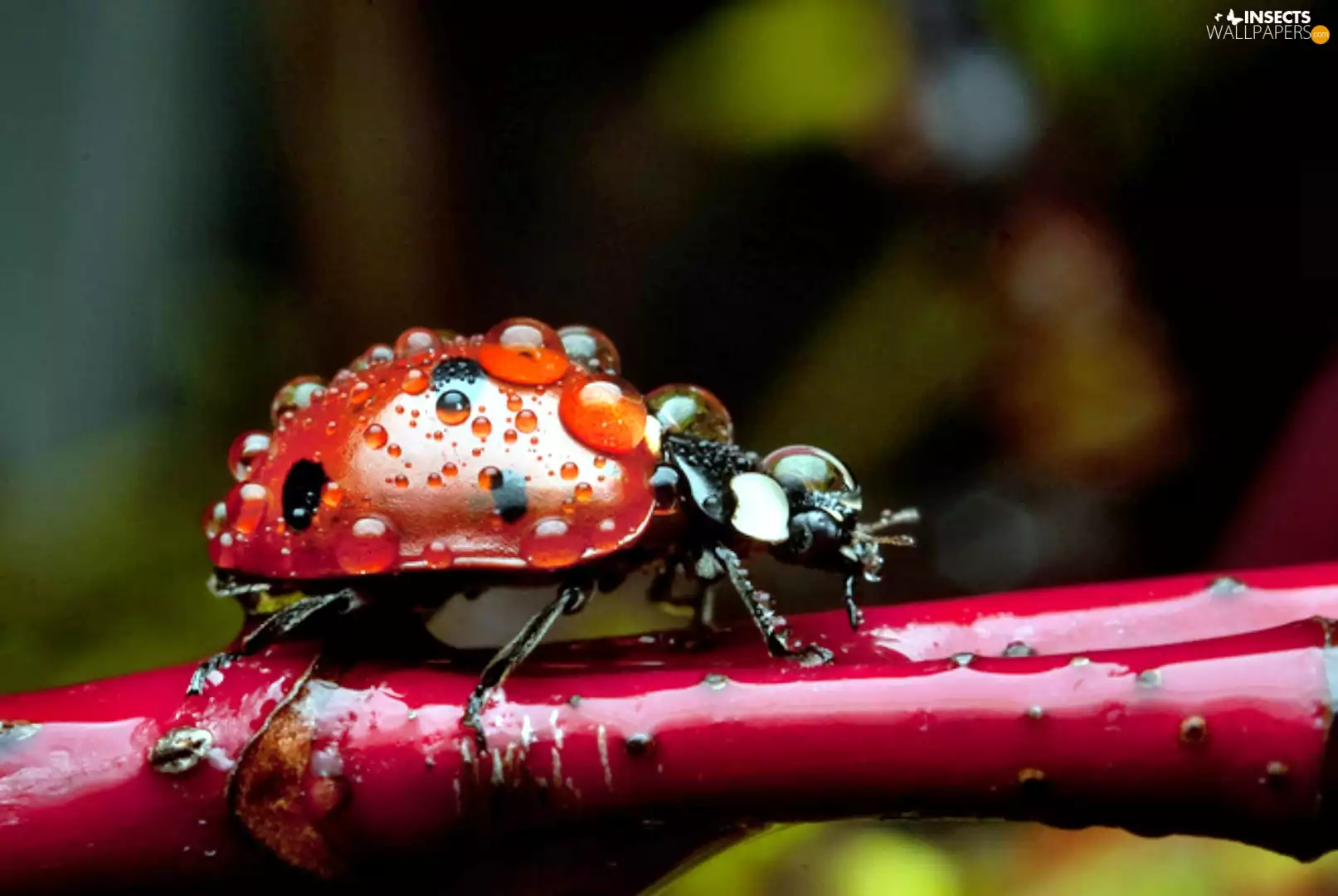 rain, ladybird, drops