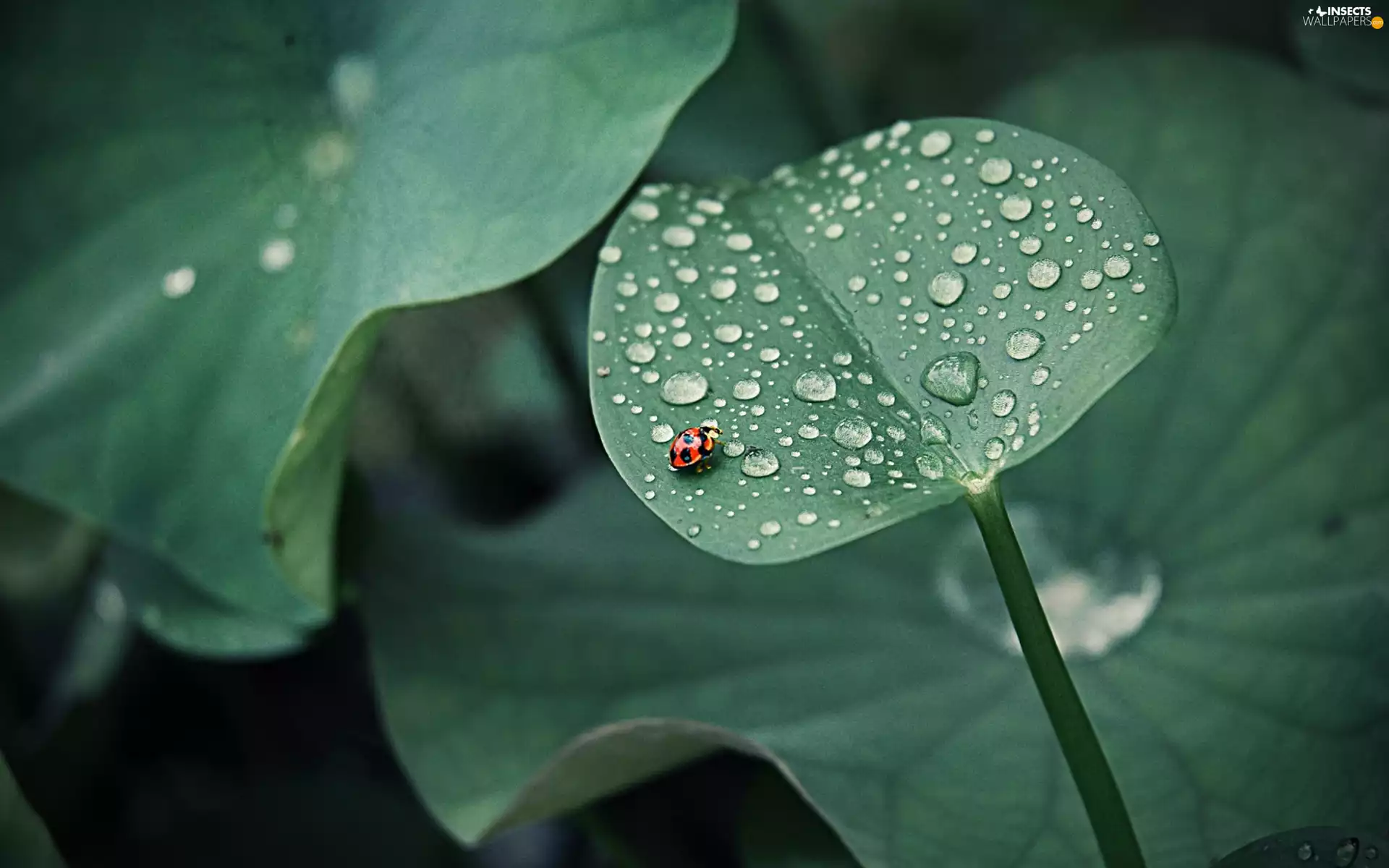 drops, rain, Green, leaf, ladybird
