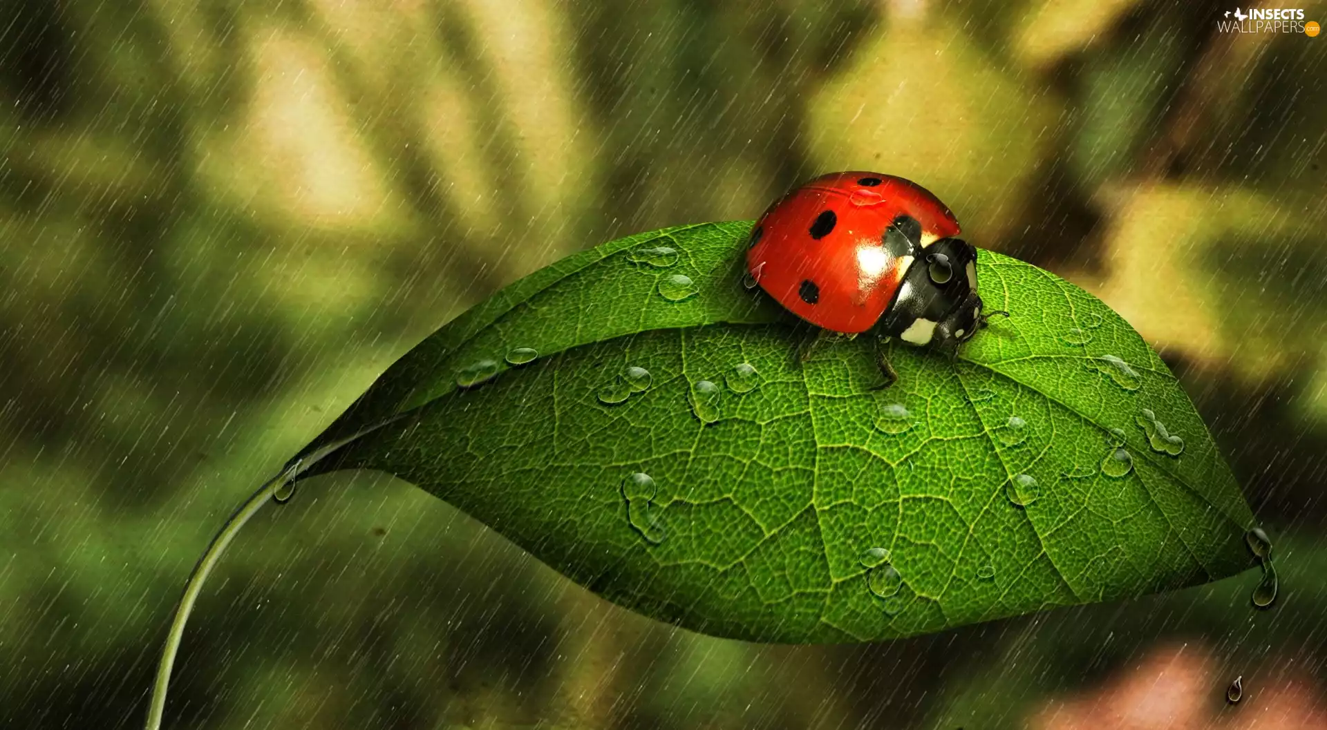 Rain, ladybird, leaf