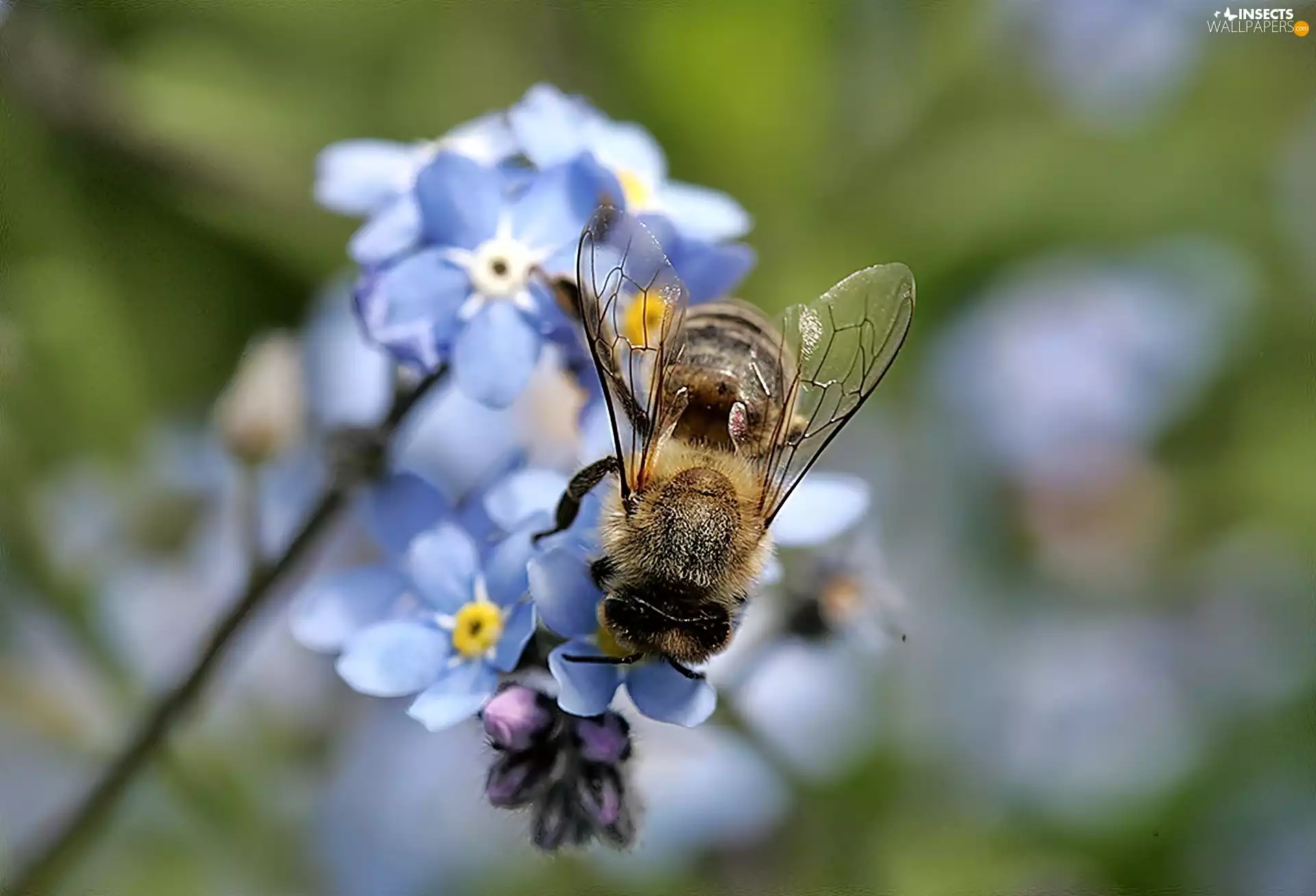 forget-me-not, rapprochement, blur, bee
