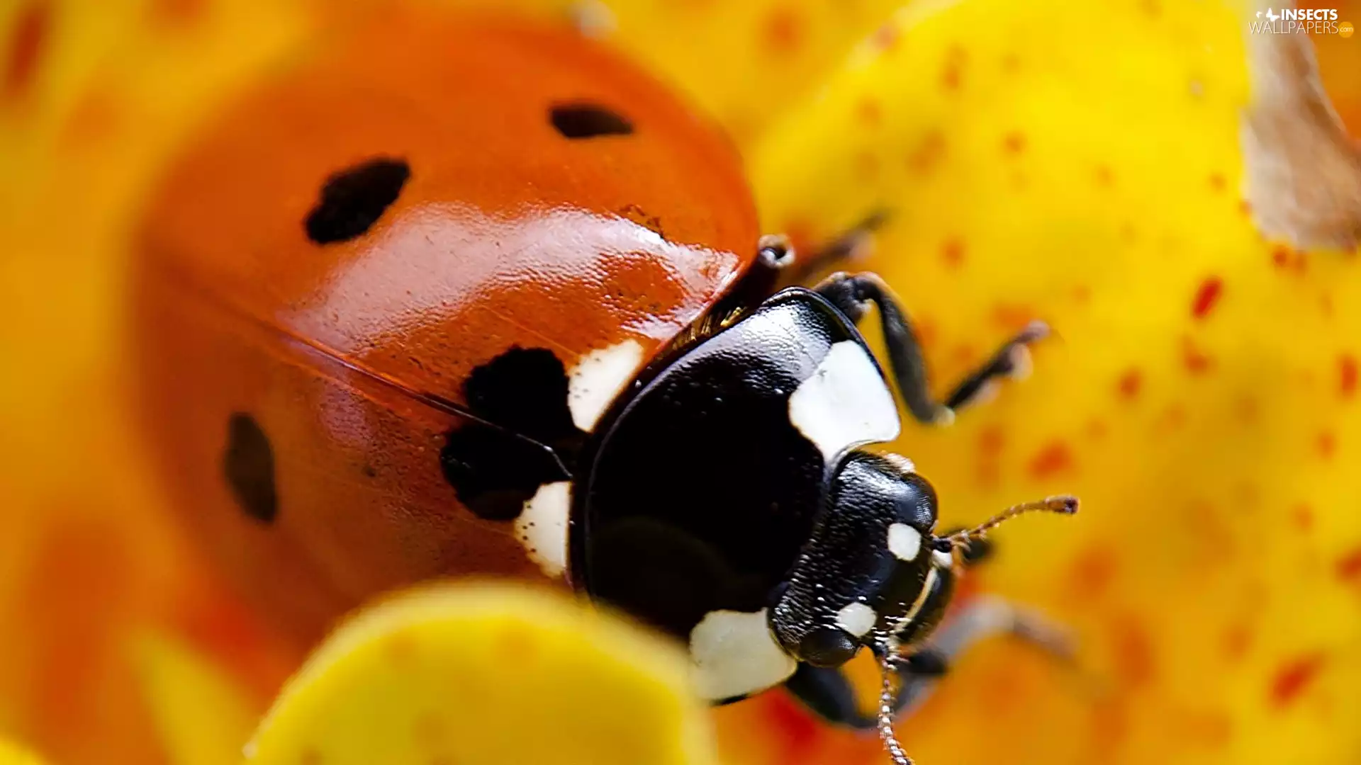ladybird, rapprochement, blur, Colourfull Flowers