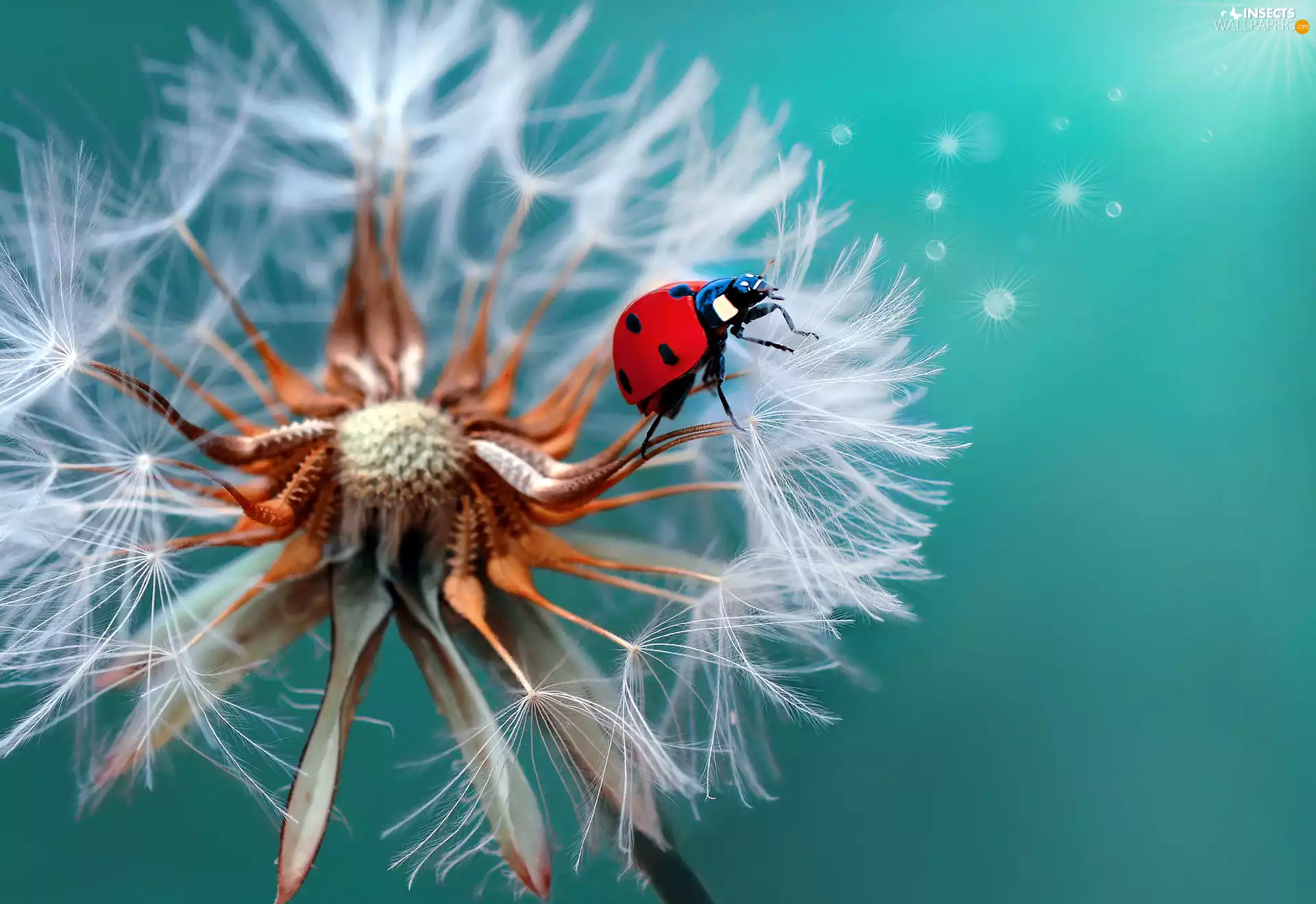 rapprochement, dandelion, ladybird