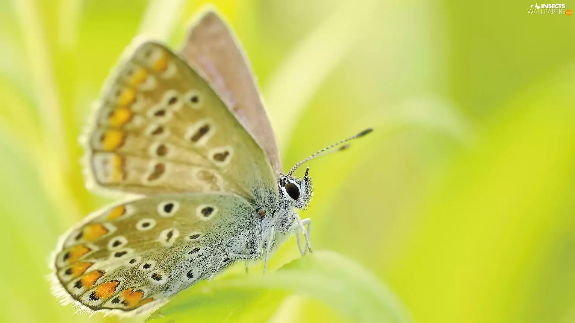 rapprochement, butterfly, wings