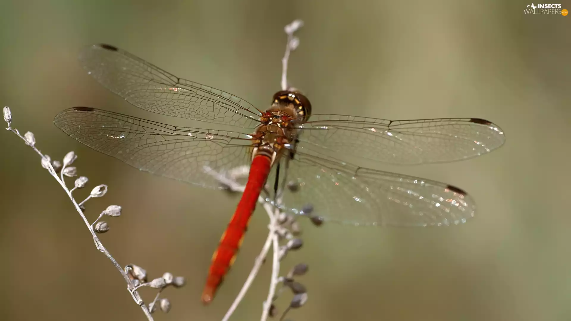 abdomen, dragon-fly, Red