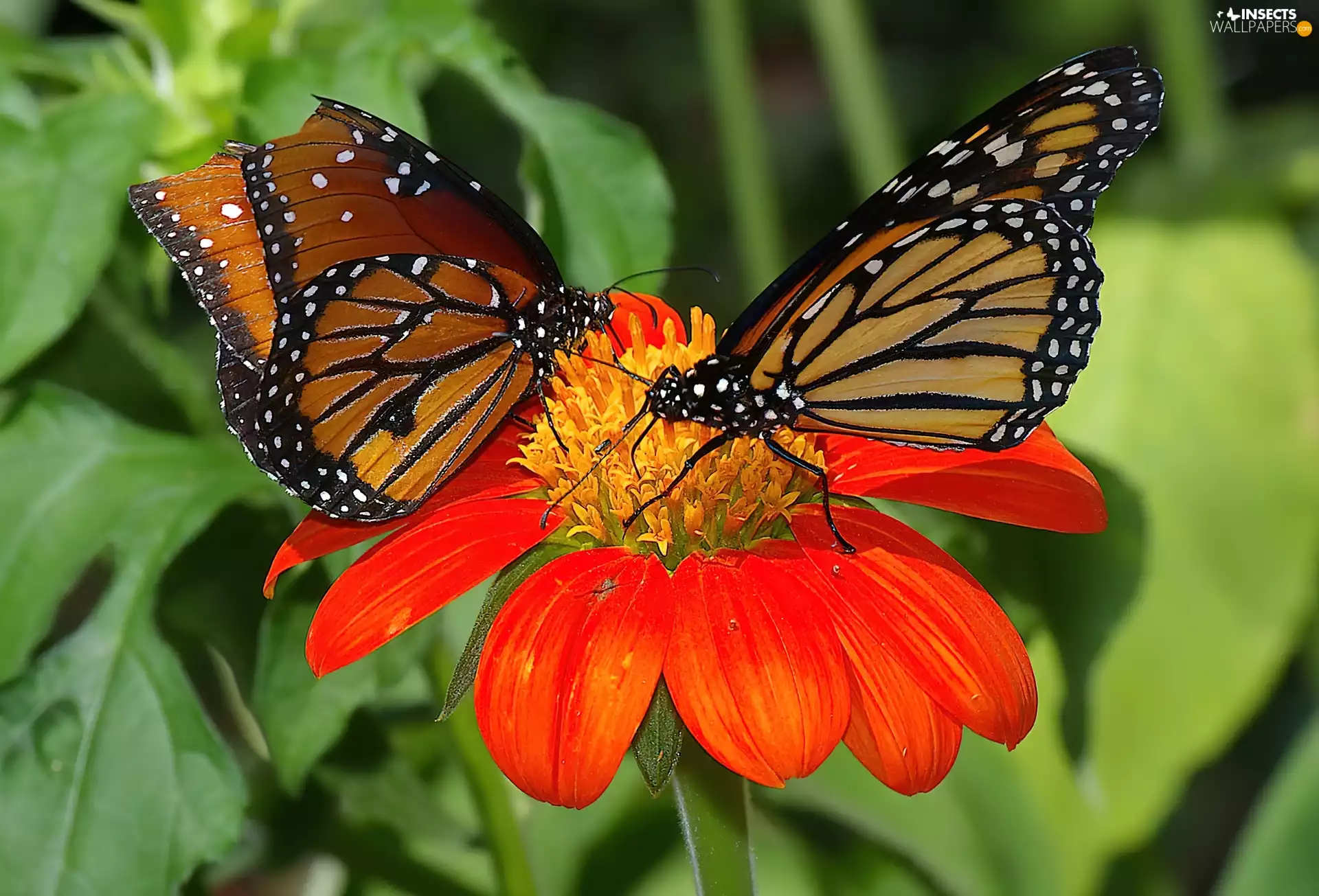 Colourfull Flowers, butterflies, Red