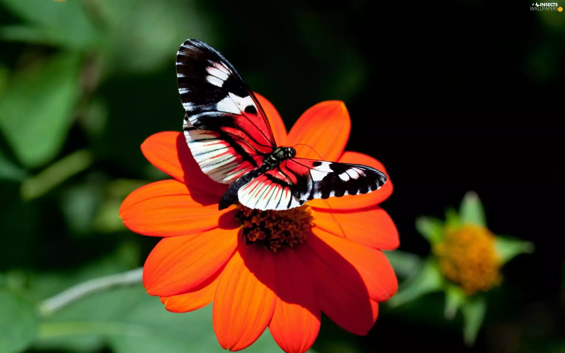 Colourfull Flowers, butterfly, Red